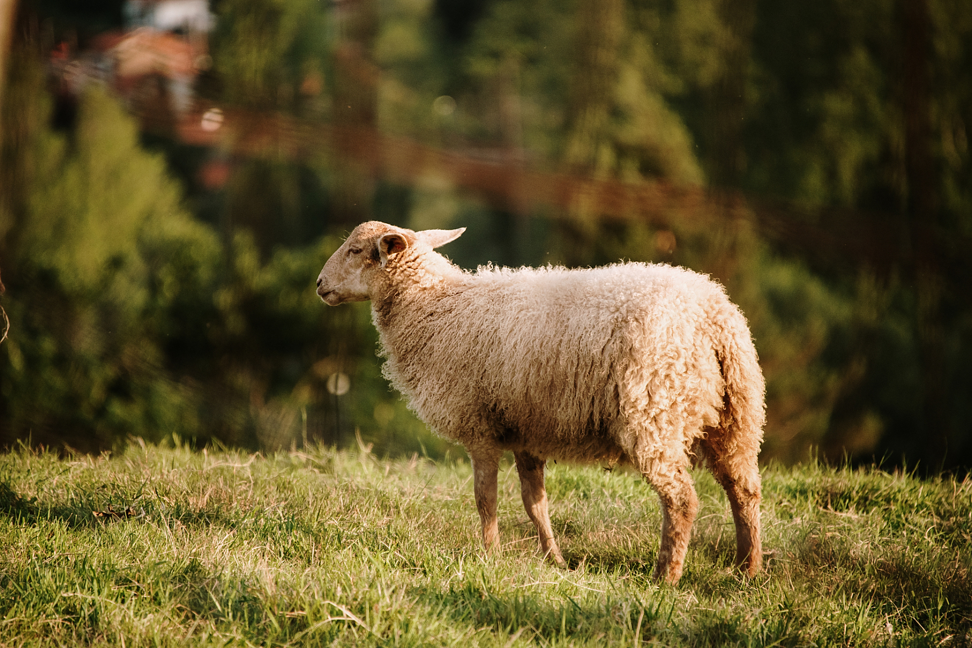 十二生肖羊的特点.