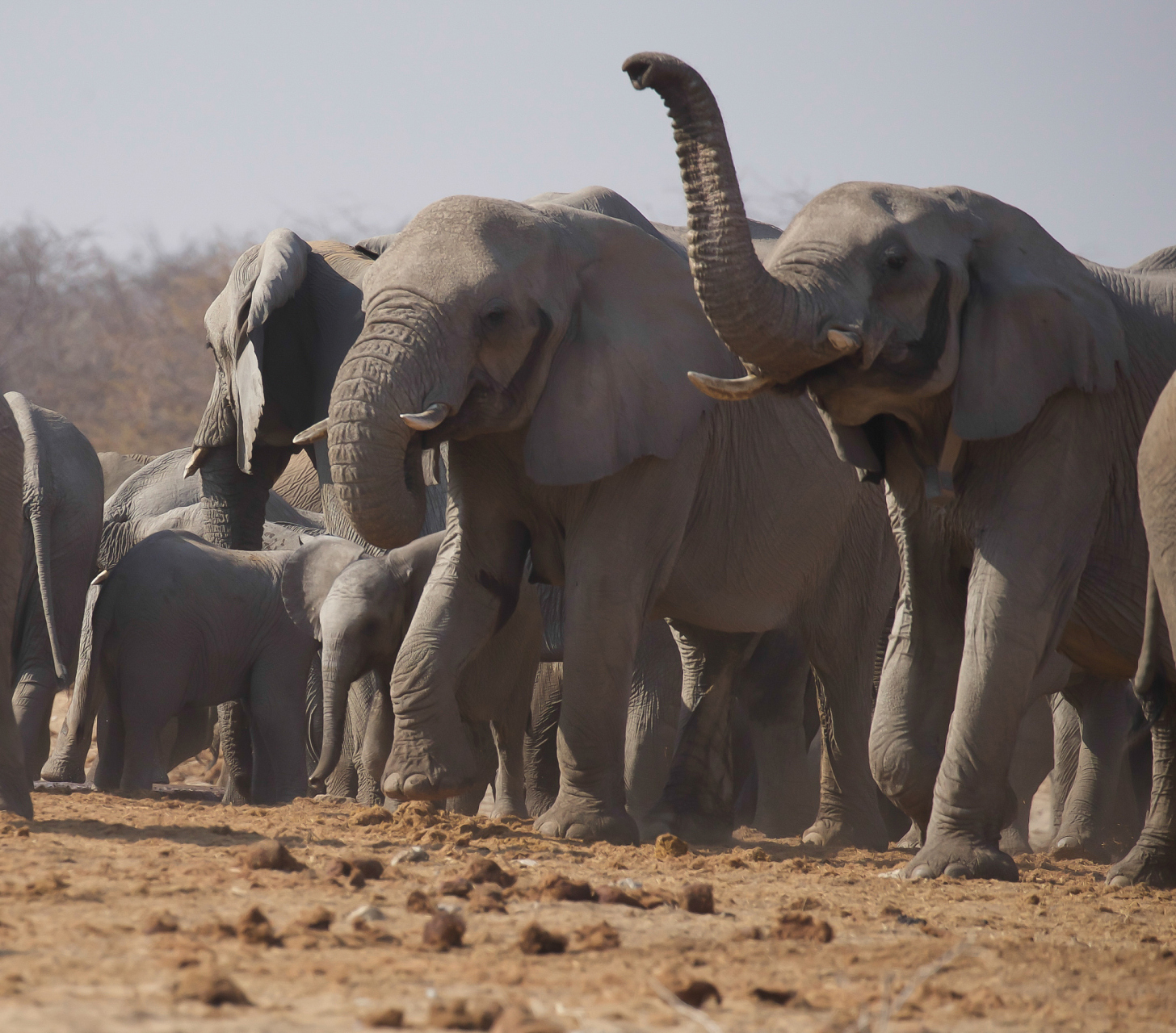 传说中,象冢就是一个象群的家族墓地,当大象感觉自己时日无多,就会