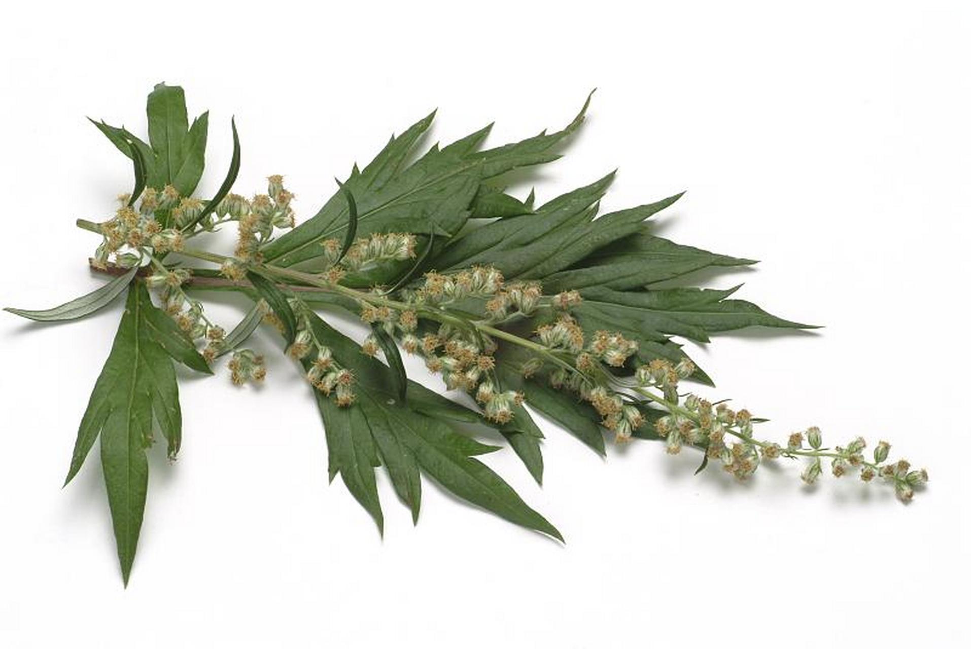 中药青蒿与鳖甲治疗多囊肾伴有高热临证验效满意【仅供参考】