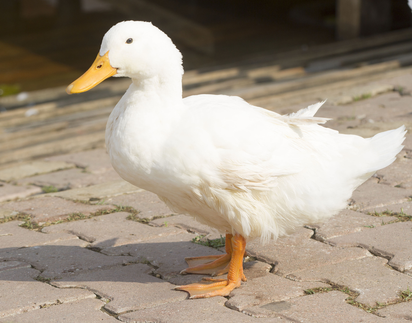 鸭子养殖方法 3,提供饲料 鸭子属于杂食性禽类,在生长的过程中吃鱼虾