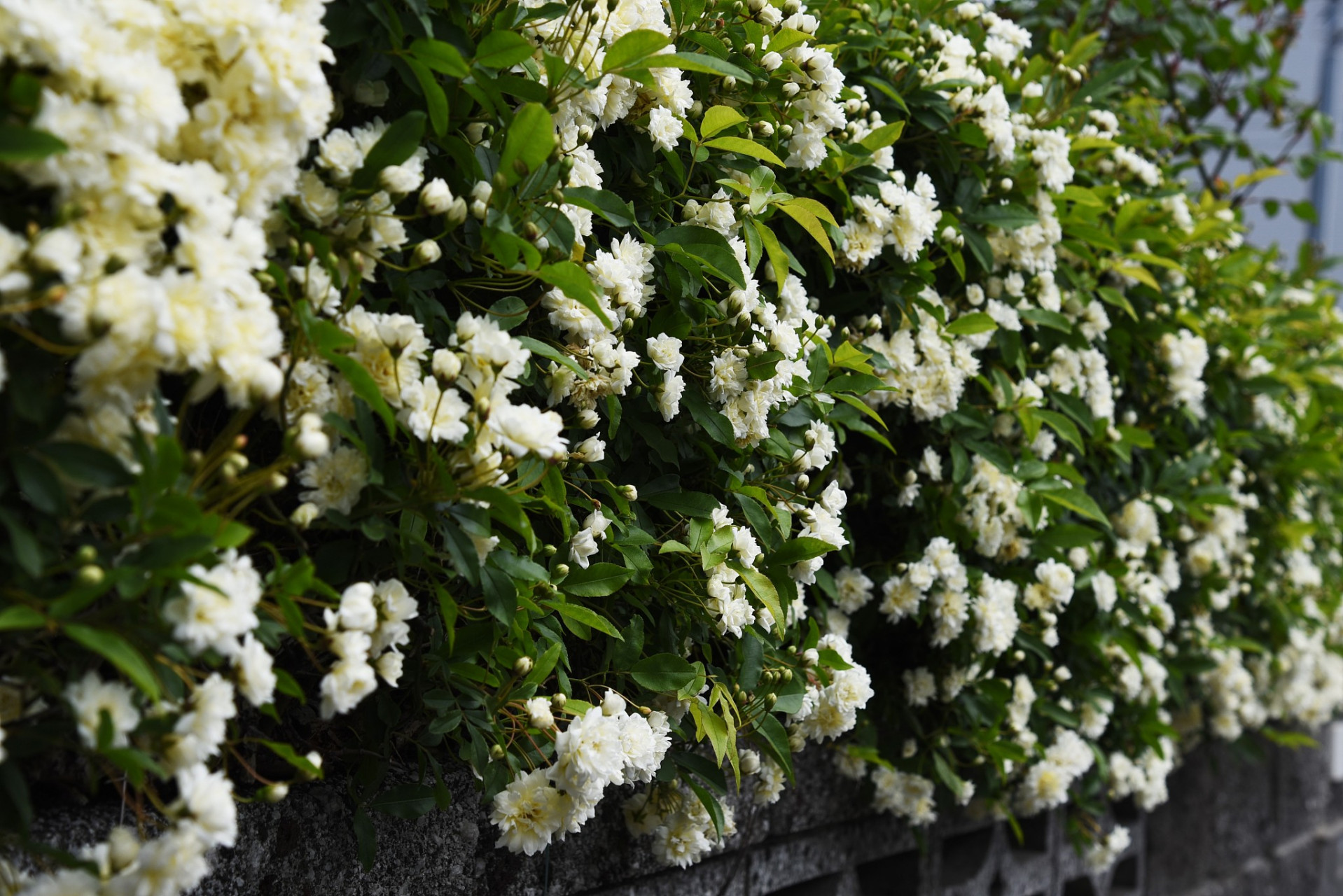 原创诗词 浣溪沙·风来花落满池塘 文/火云 一架荼蘼满院香,风来蝶舞