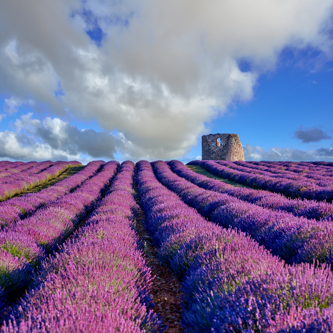 [原文:法国普罗旺斯薰衣草田:紫.