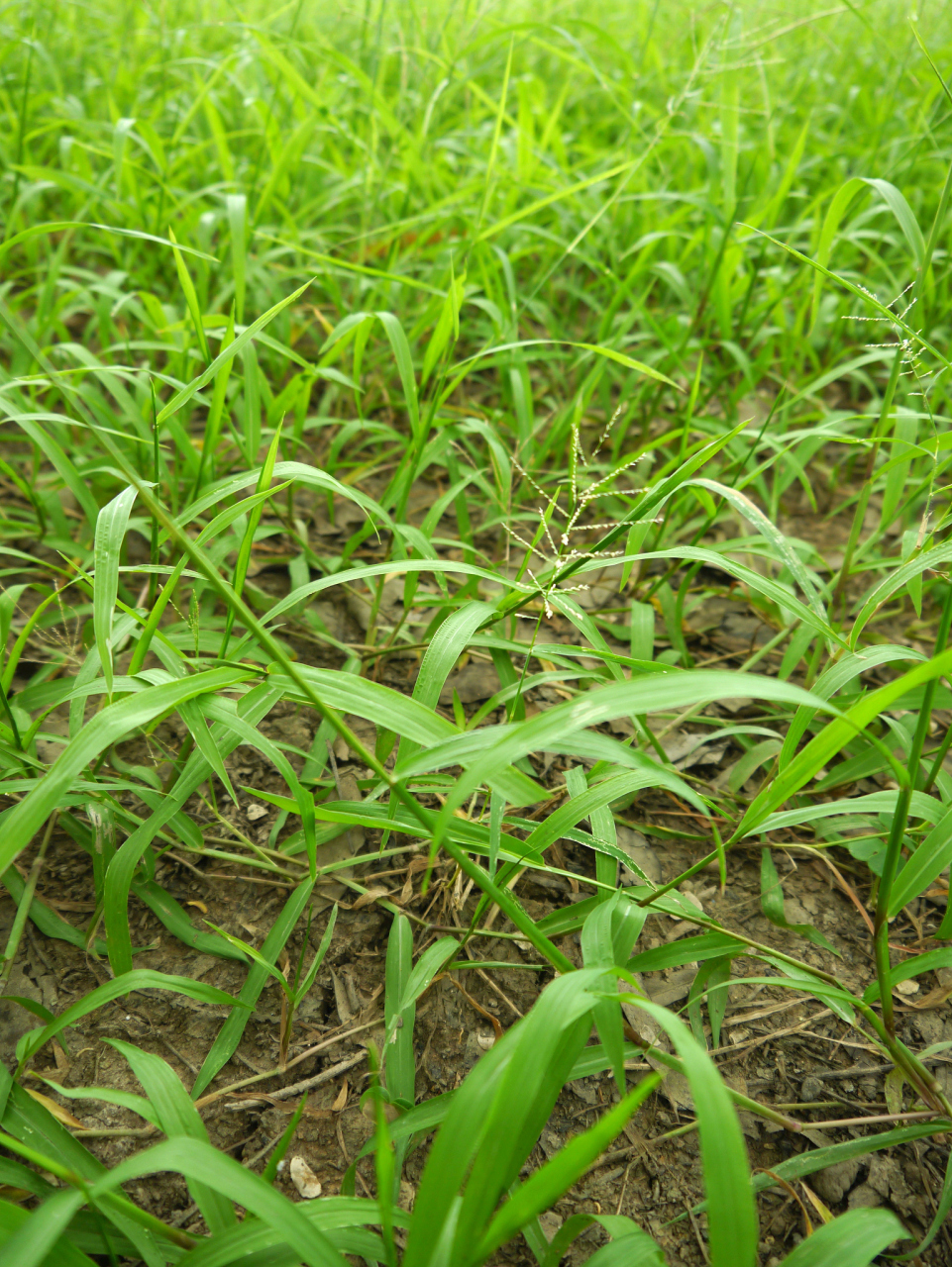 小麦田杂草种类繁多,一般将杂草分为禾本科杂草,阔叶杂草.