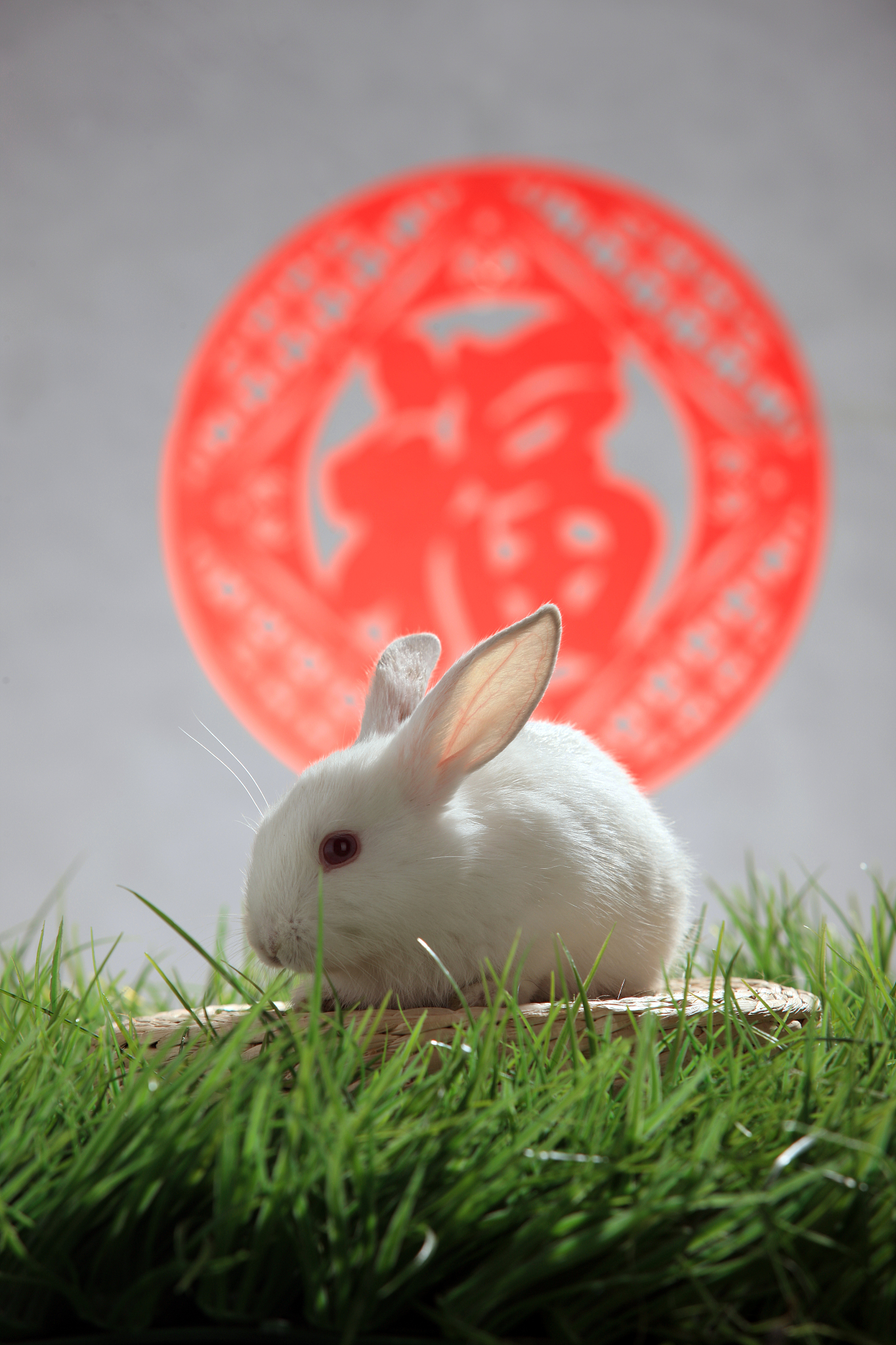 生肖兔21日运势如何呢(生肖兔21日运势如何呢女生)