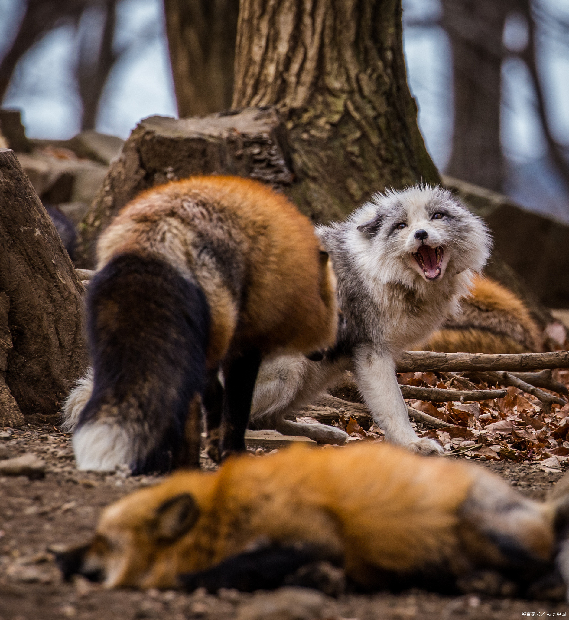 山狸子与猞猁的区别