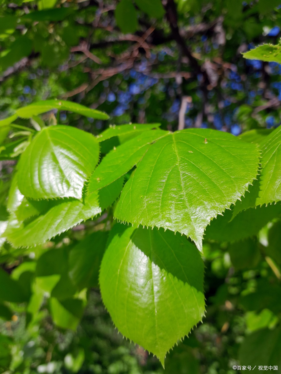 榆树叶的一些用途
