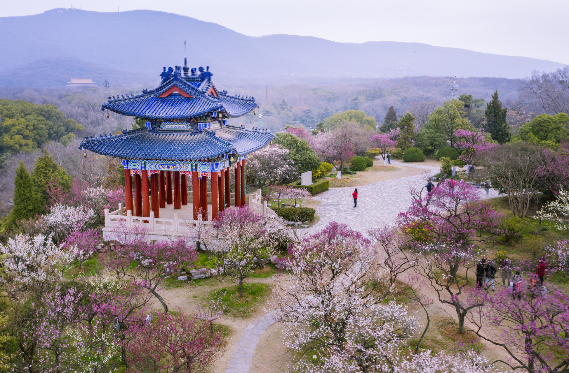 花山公园梅花谷图片