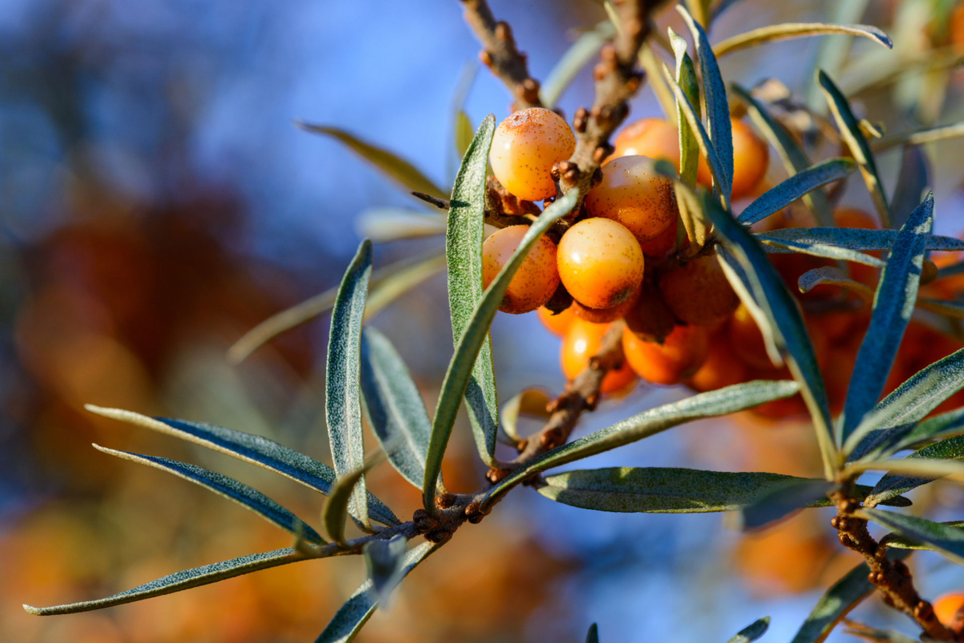 沙棘果富含维生素c和多种氨基酸,味道酸甜适中.
