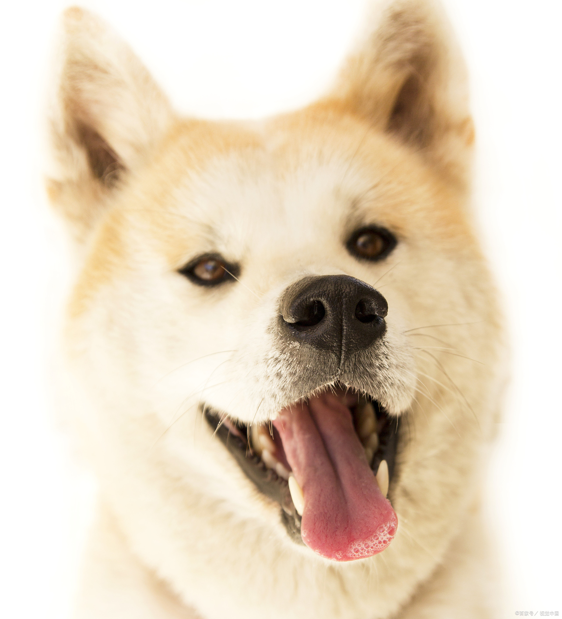 养一只聪明的狗省心吗?