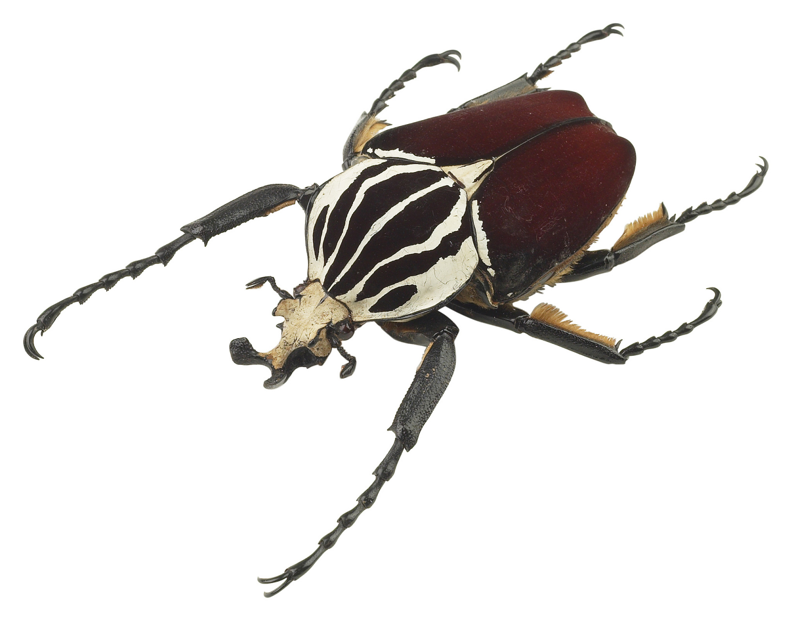 你绝对想不到,蟑螂竟然会飞?