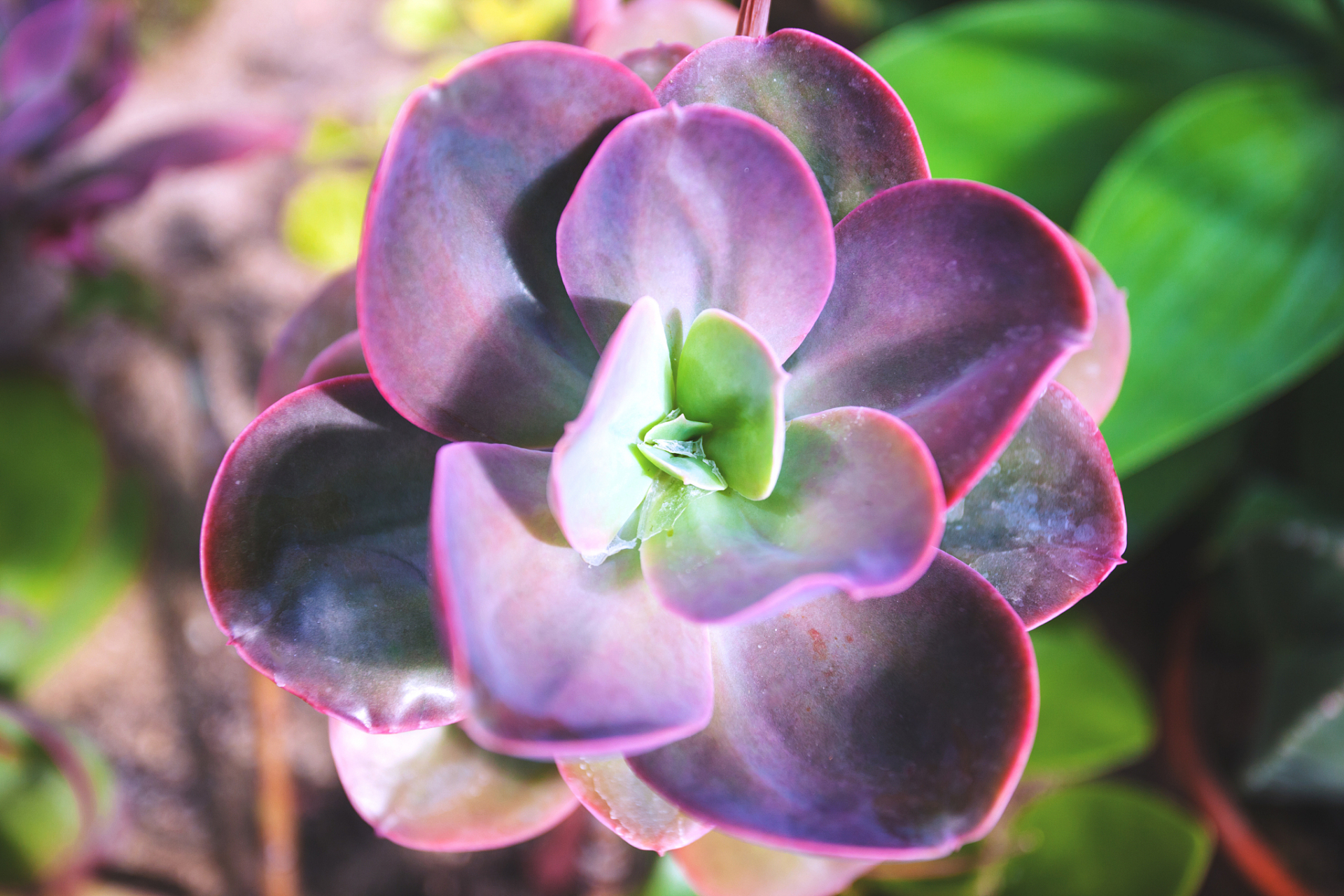 多肉紫珍珠,是一种美丽且受欢迎的多肉植物,它具有迷人的紫色叶片和
