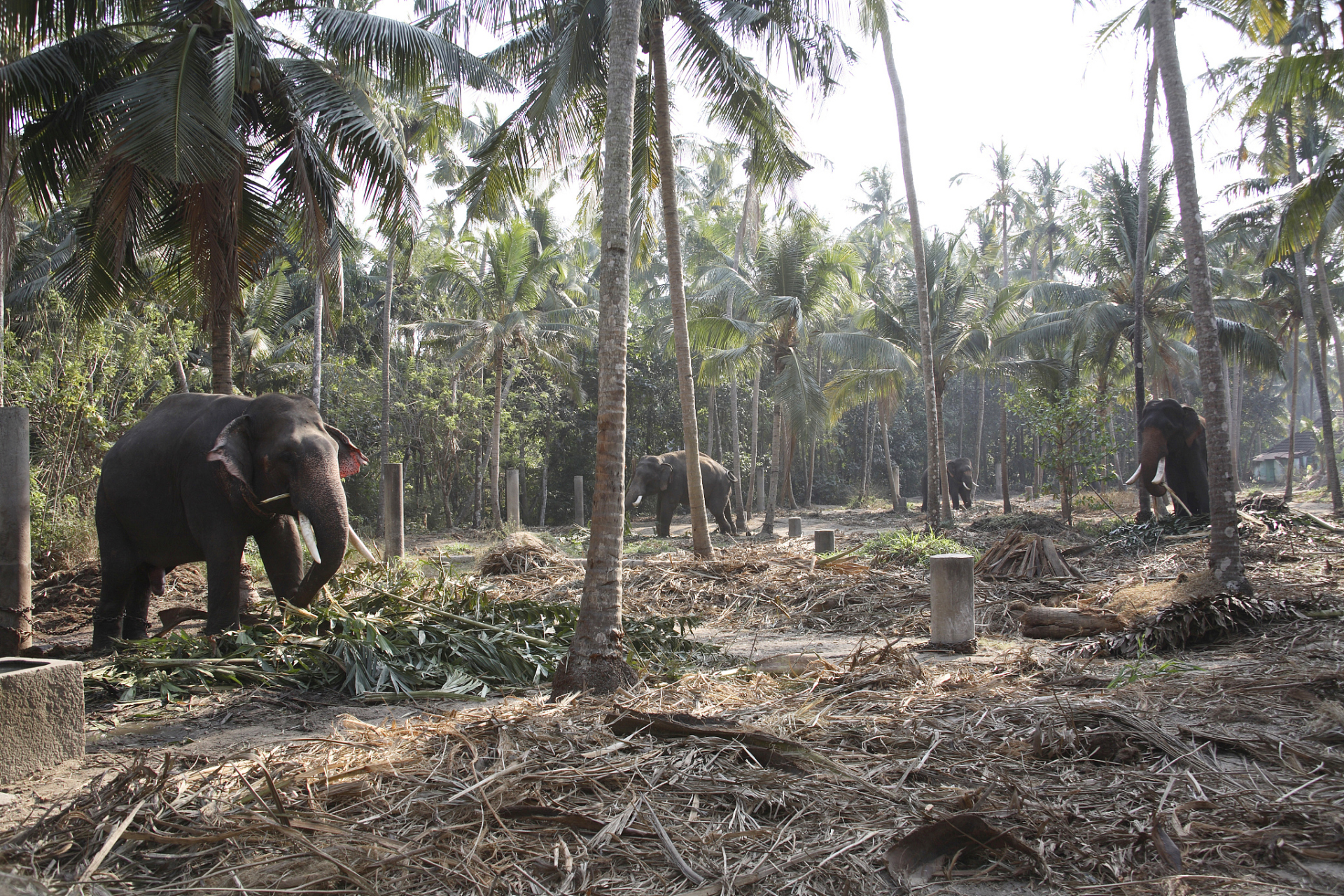 据称,印度尼西亚为制造棕榈油而砍伐热带雨林,导致当地野生泰坦魔芋的