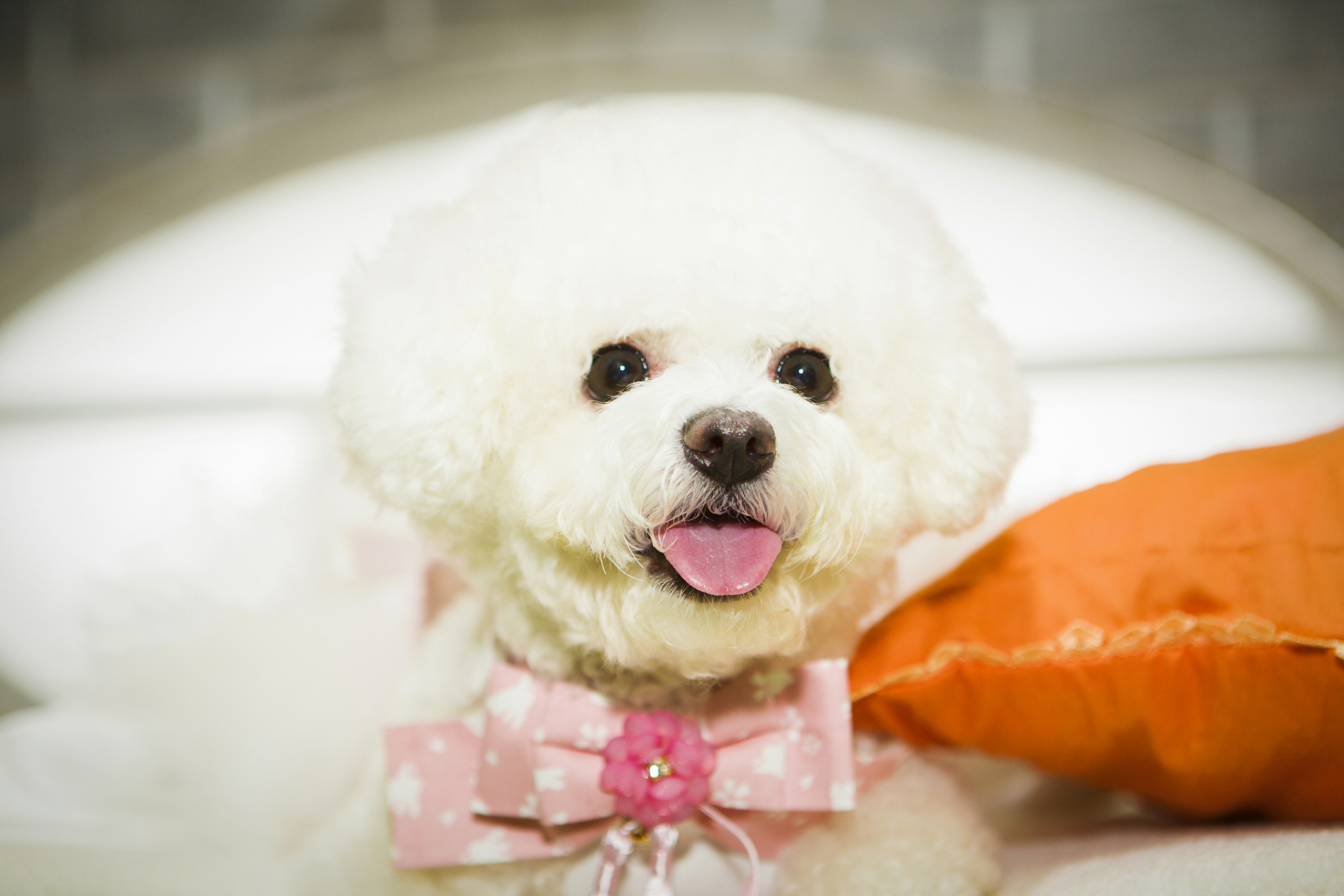 你家比熊犬也爱你如命吗?它们喜欢主人的表现可不止摇尾巴哦!