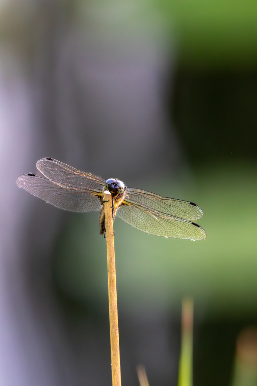 蜻蜓飞行时翅膀扇动次数比其他昆虫少,速度则快得多.