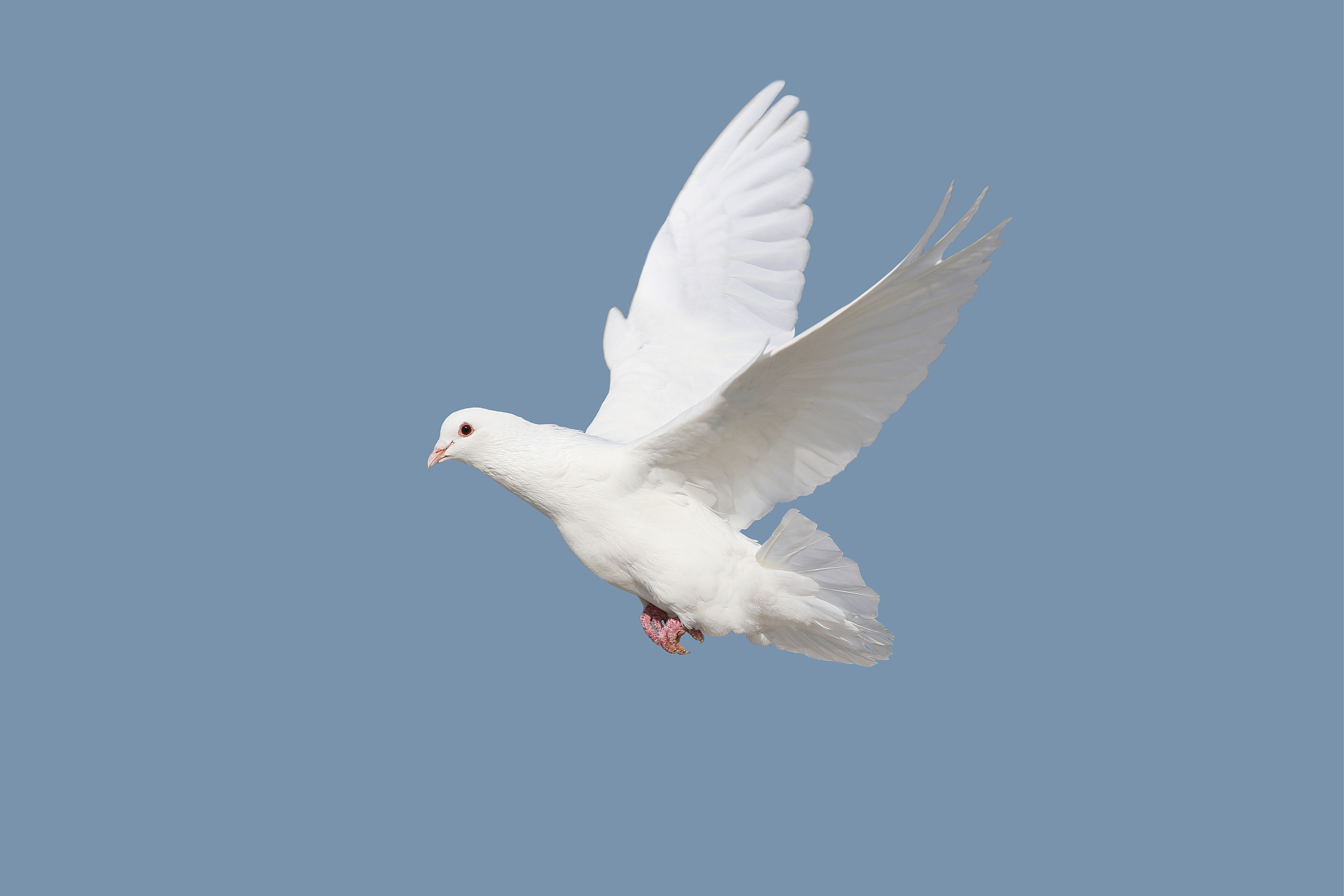 了解其休息模式有助于更好地照顾和关爱鸽子,增进对神奇生物的认识.