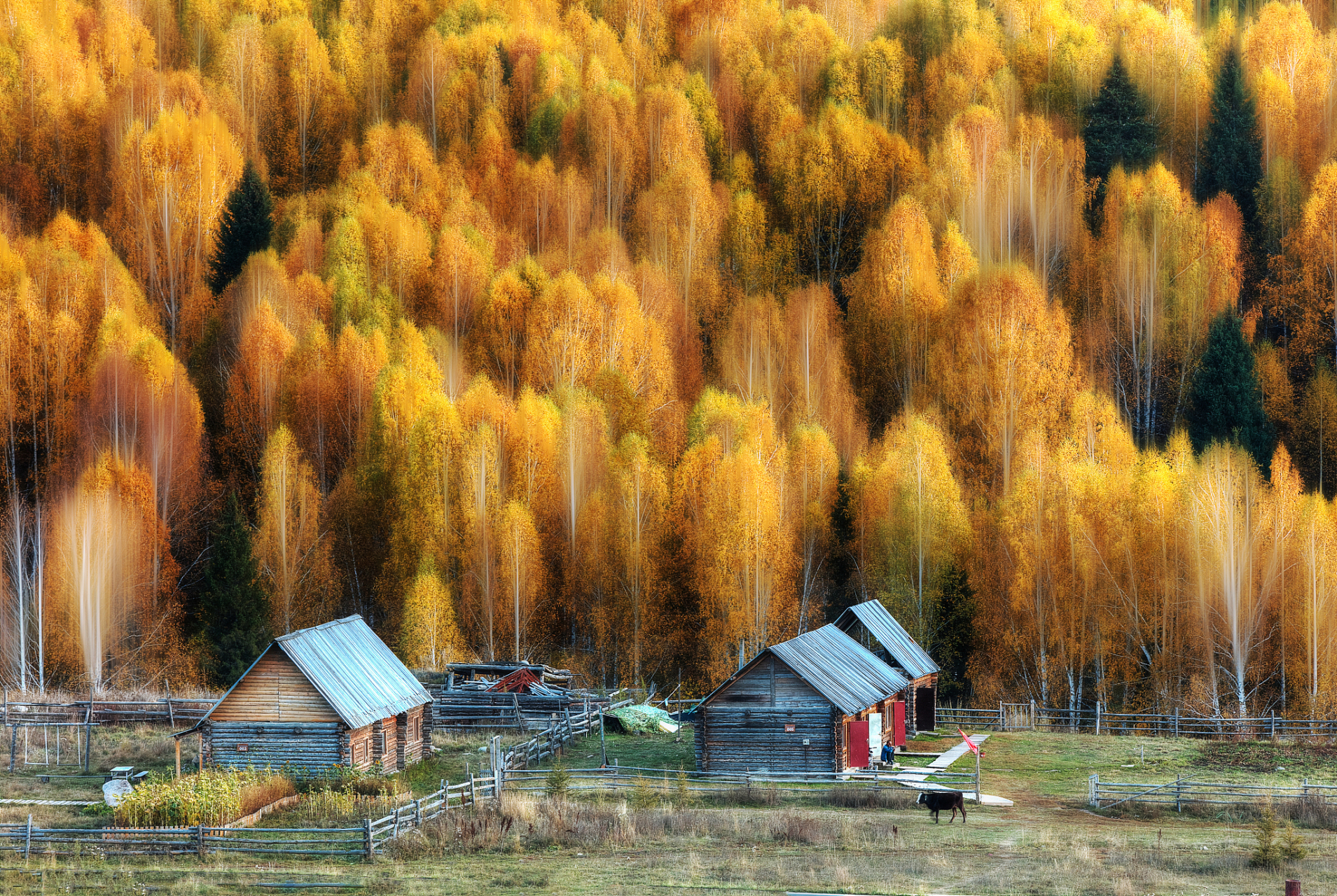 走在新疆禾木村的白桦林中,脚下的落叶发出沙沙的声音,仿佛在诉说着岁