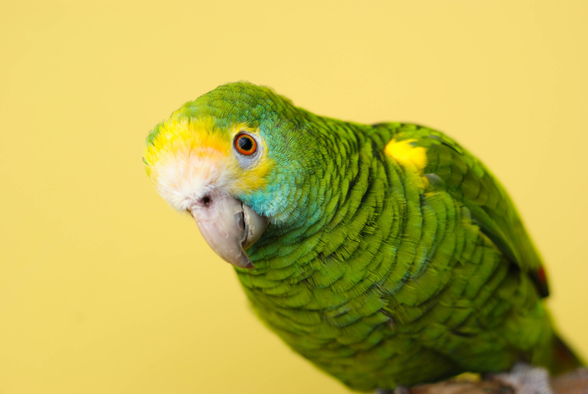 塞内加尔鹦鹉(psittacidae)是一种生活在非洲的大型鹦鹉,以其美丽的