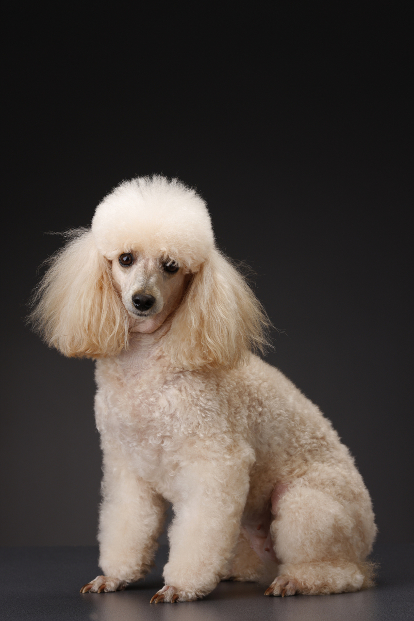 贵宾犬是小型犬中的佼佼者,它们聪明,可爱,好训练,是很多家庭的首选