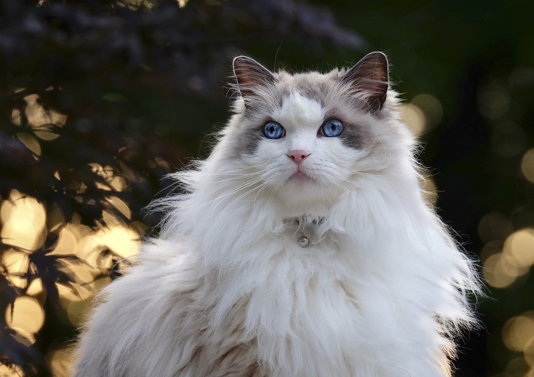在我养猫之前,我以为猫是独立,优雅的动物,喜欢被抚摸但不依赖人类.