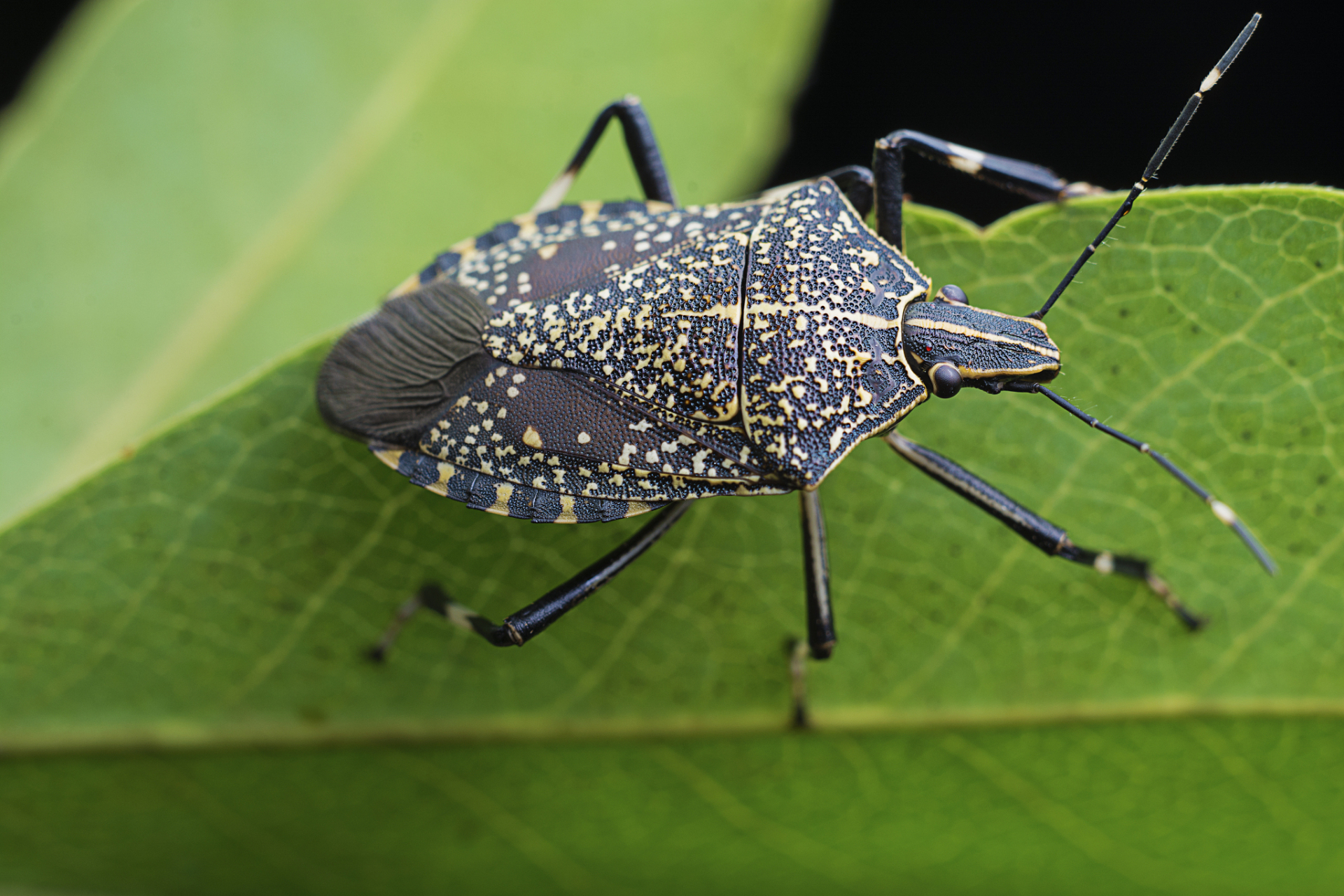 麻皮蝽又叫臭虫,打屁虫,分布广泛,常躲到窗户等处,祸害几百种植物