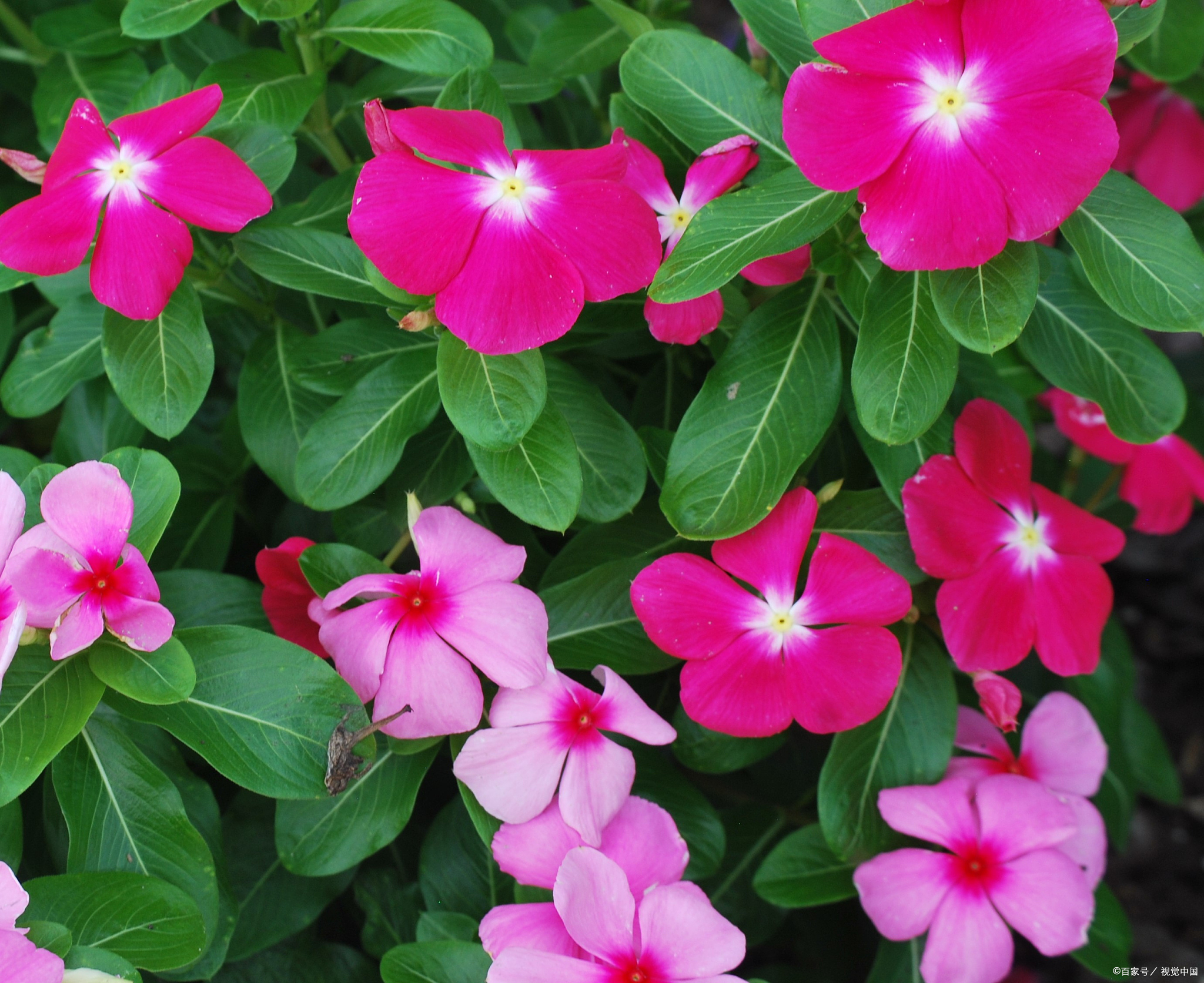 凤仙花种子的种植方法和时间