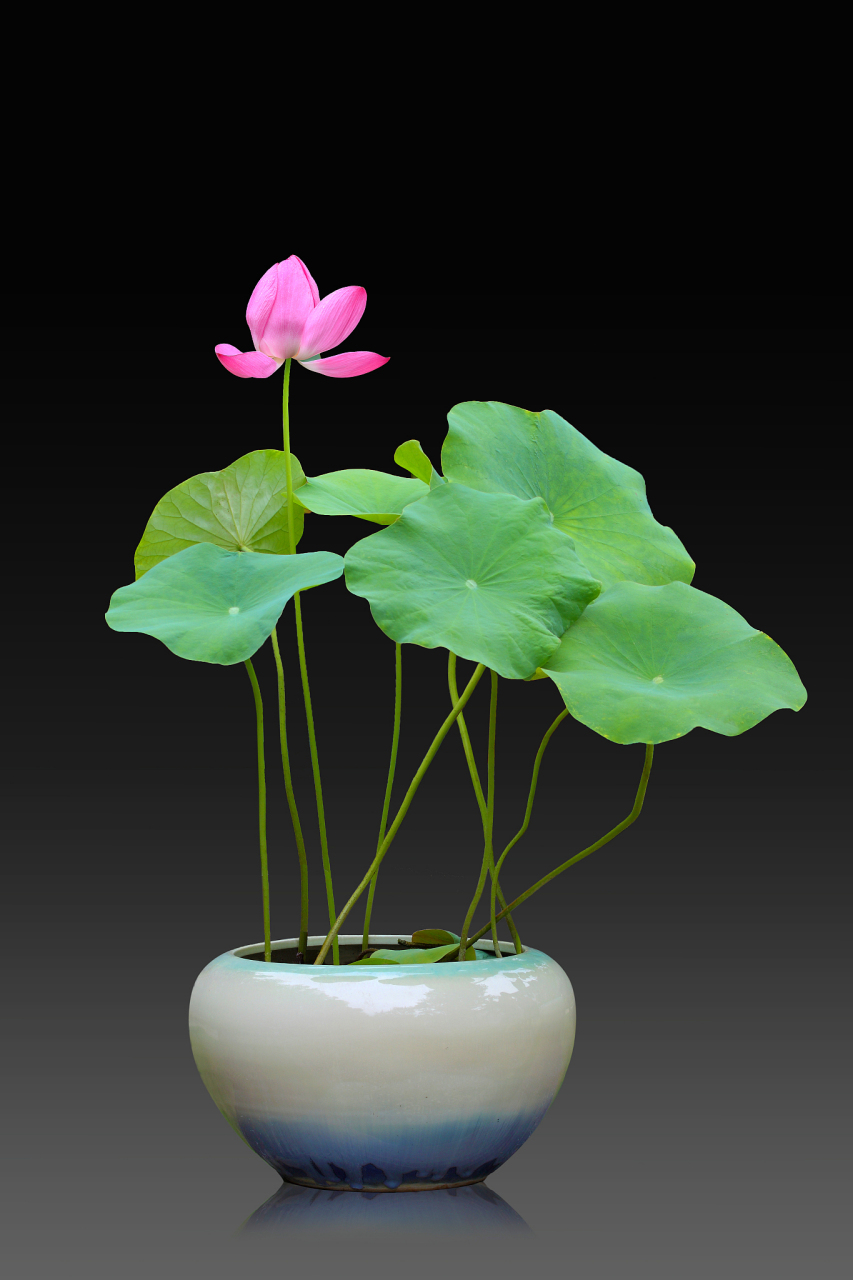 碗莲是一种小型水生花卉,适合放置于室内,美化环境.