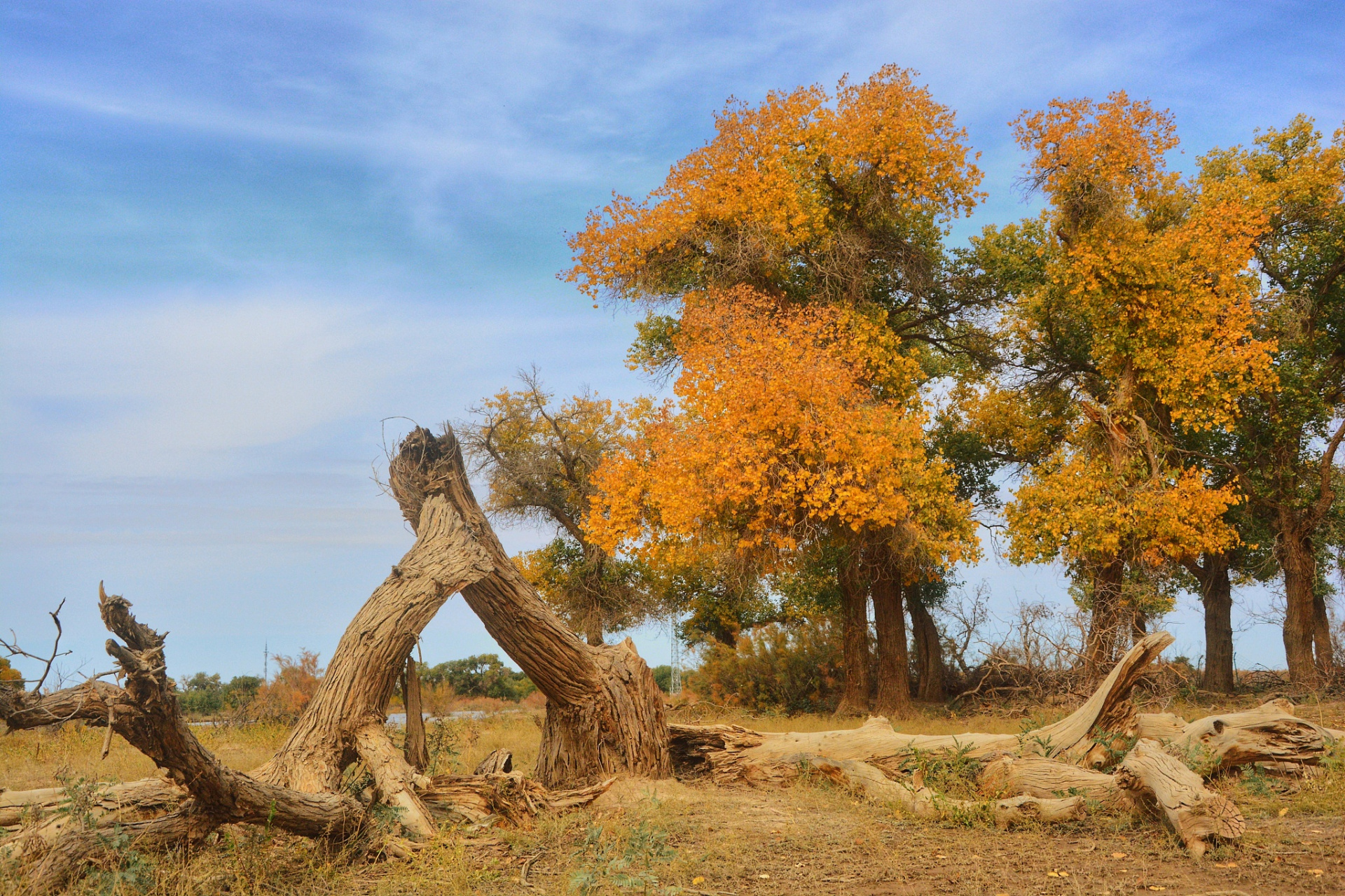 九月动态激励计划# 生而千年不死,只属于秋季的胡杨林——乌尔禾