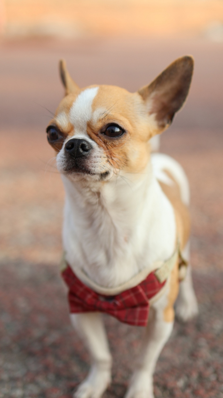 快来找到最适合你的忠实小伙伴吧![原文:迷人对比:吉娃娃与小鹿犬.