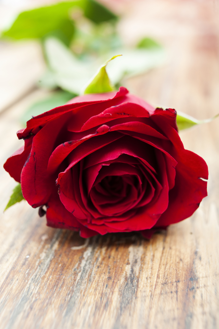 一朵红玫瑰 唯美图片