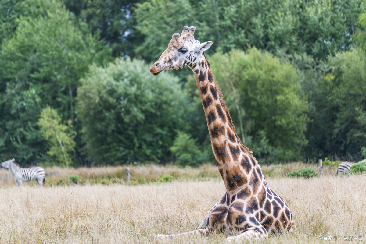 长颈鹿睡觉用什么姿势