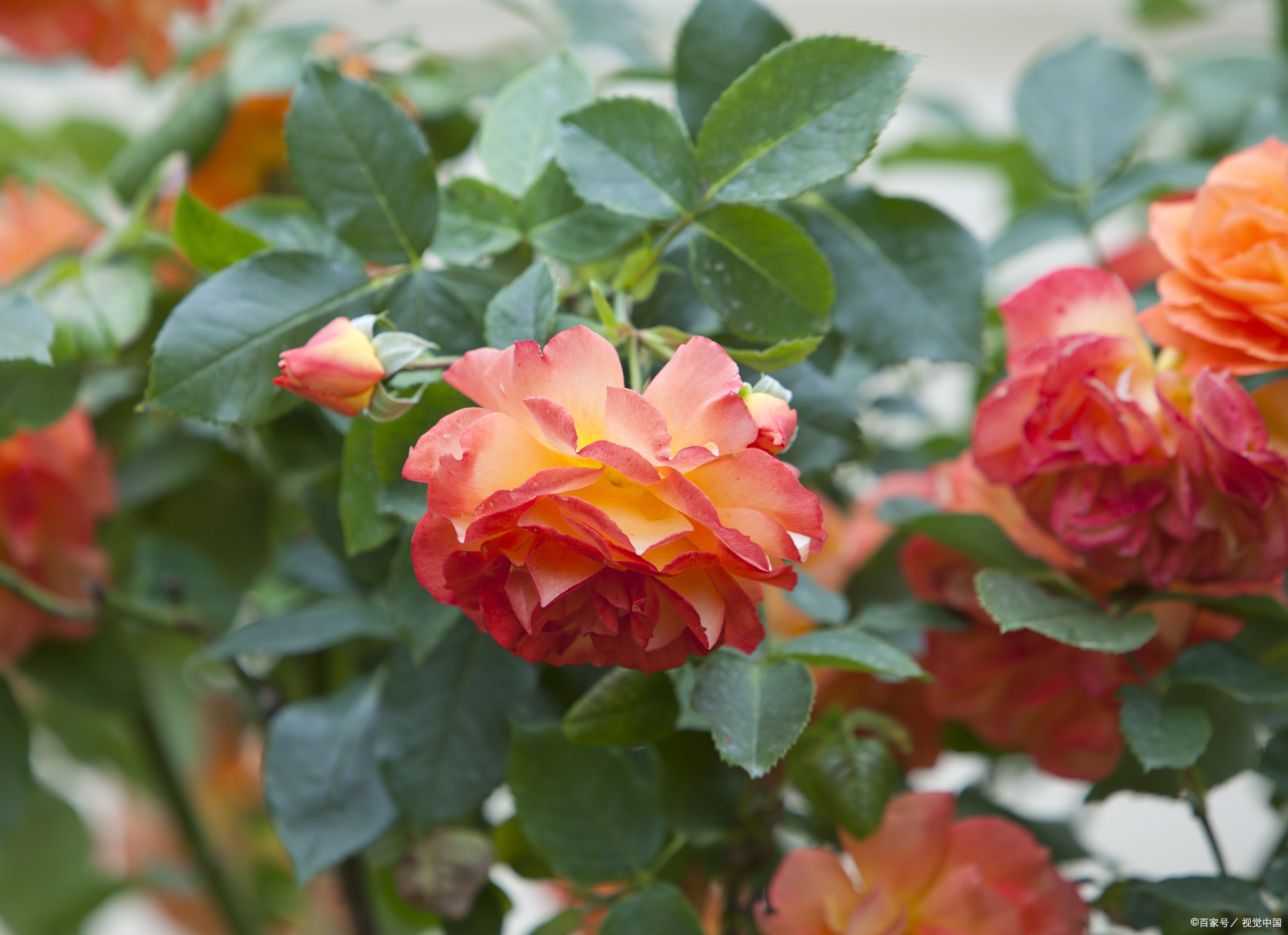 火焰月季大pk:优点多还是缺点多?一探究竟!