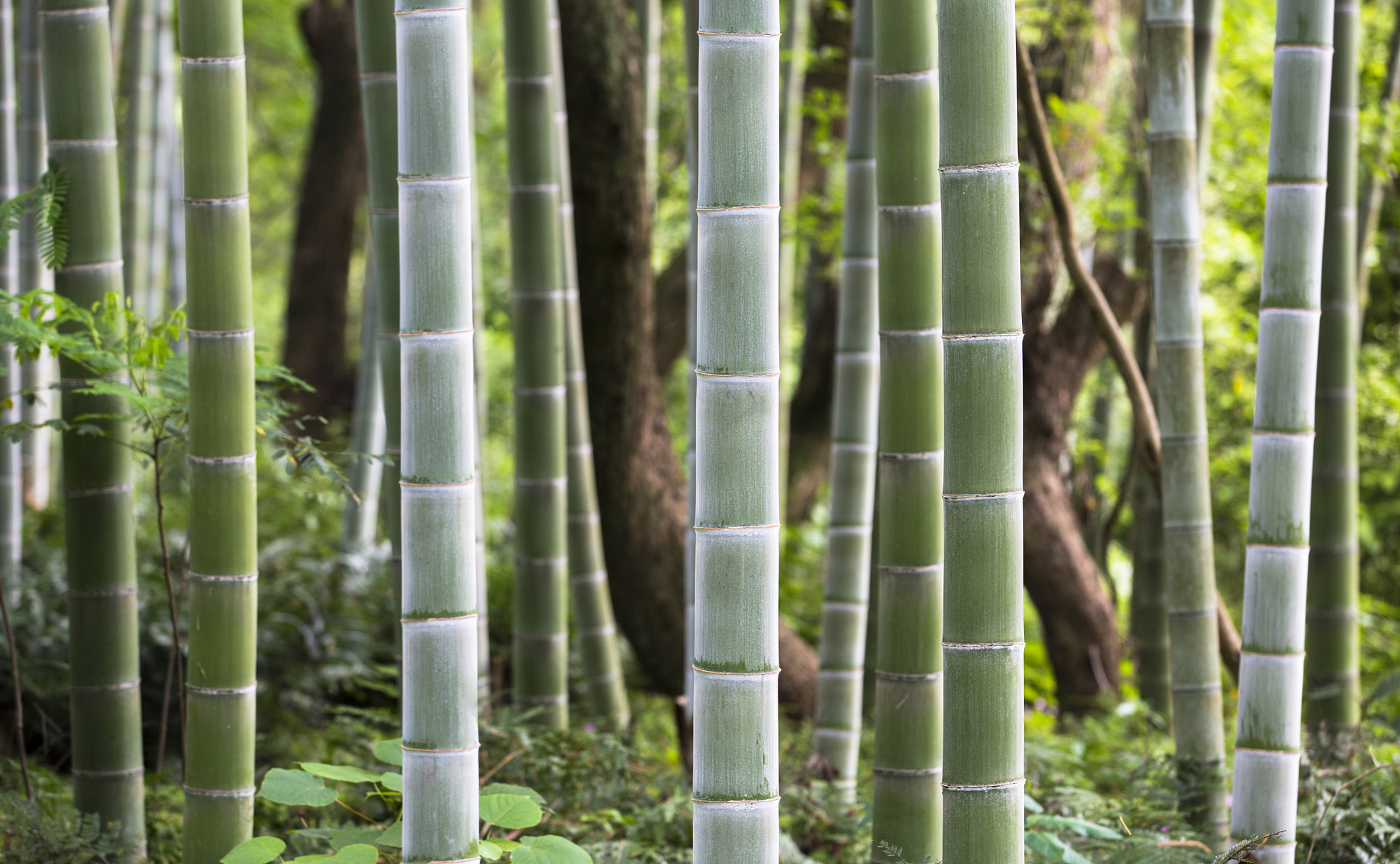 广宁地处粤西北部,绥江中游,属于南亚热带北缘,这里的环境气候非常