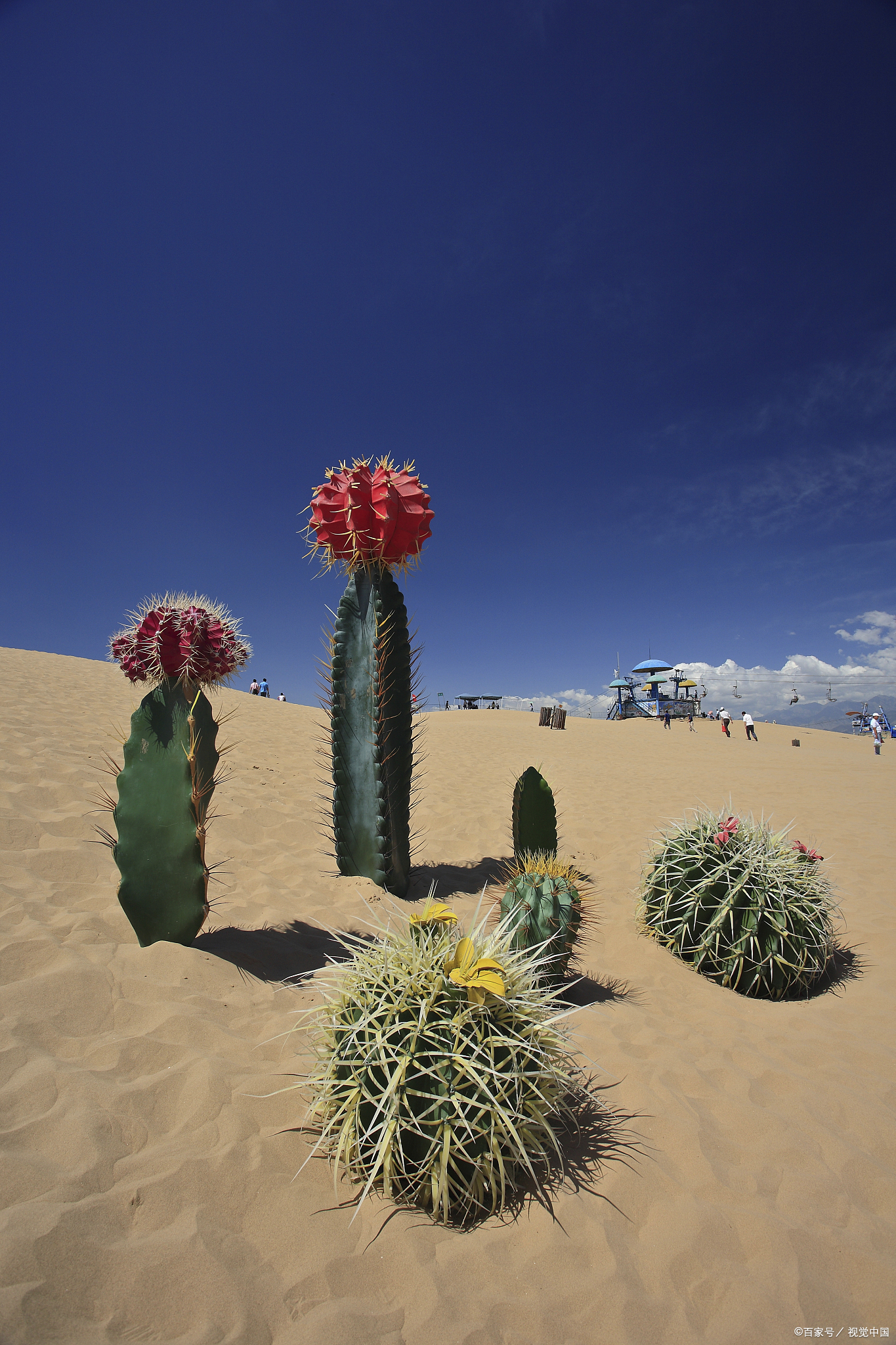 大西北的沙漠,难容娇艳的玫瑰,唯有仙人掌,以刺为甲,独守苍茫