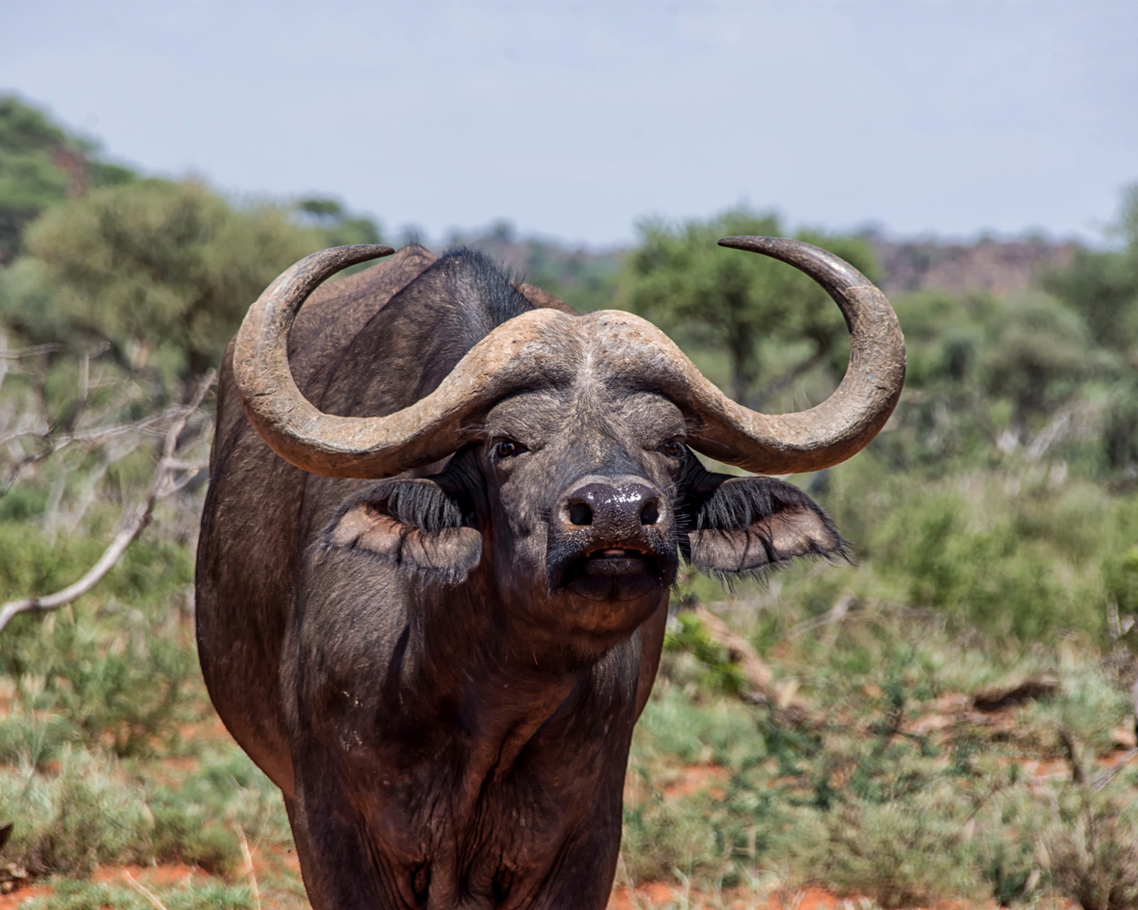 非洲野牛胶囊的功效图片
