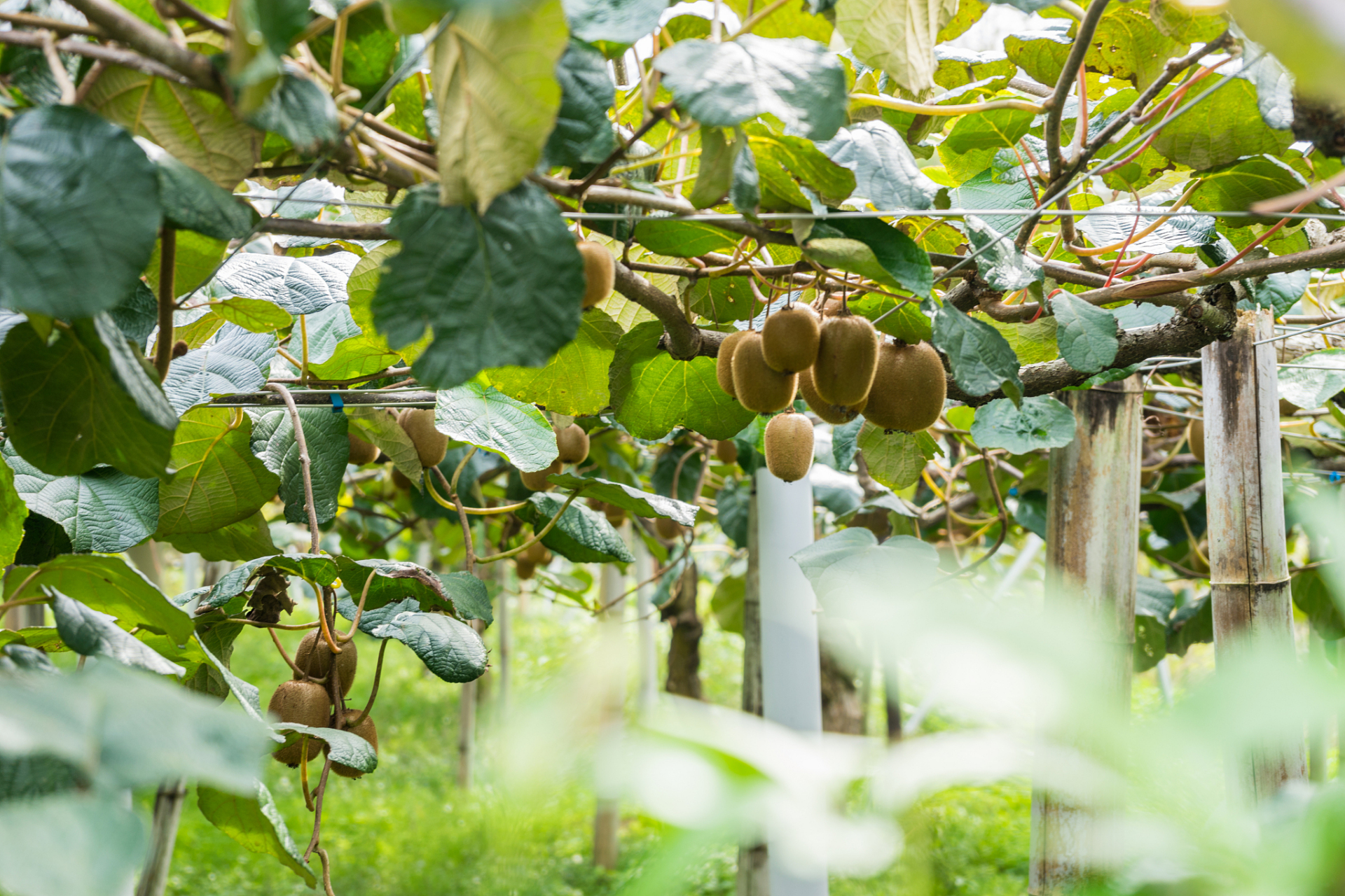 猕猴桃一亩地种多少棵# 猕猴桃的种植密度因品种,气候条件和土壤妨Ζ