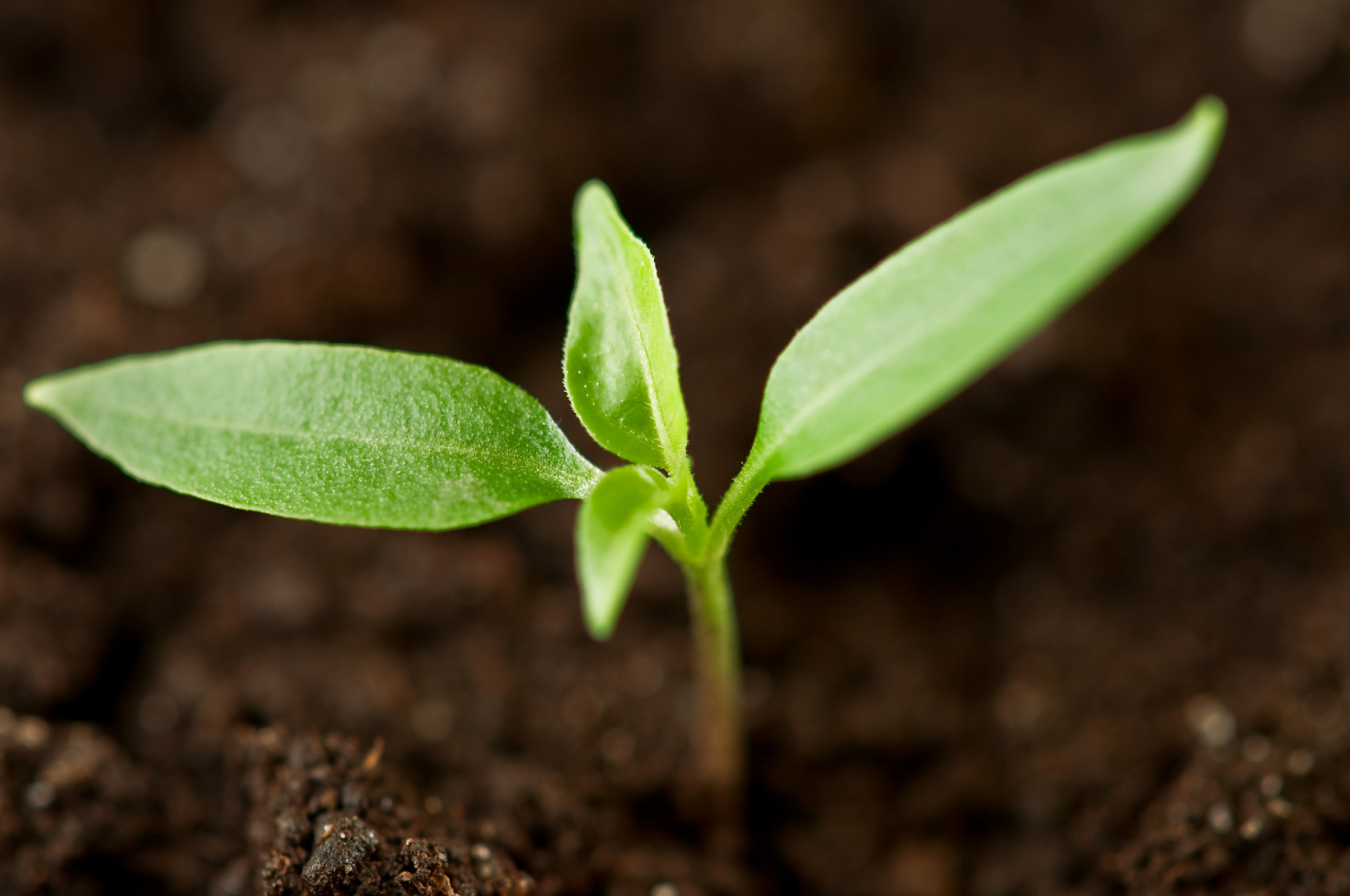 植物生长受光照,水分,温度,土壤营养,空气及二氧化碳等多种因素影响.