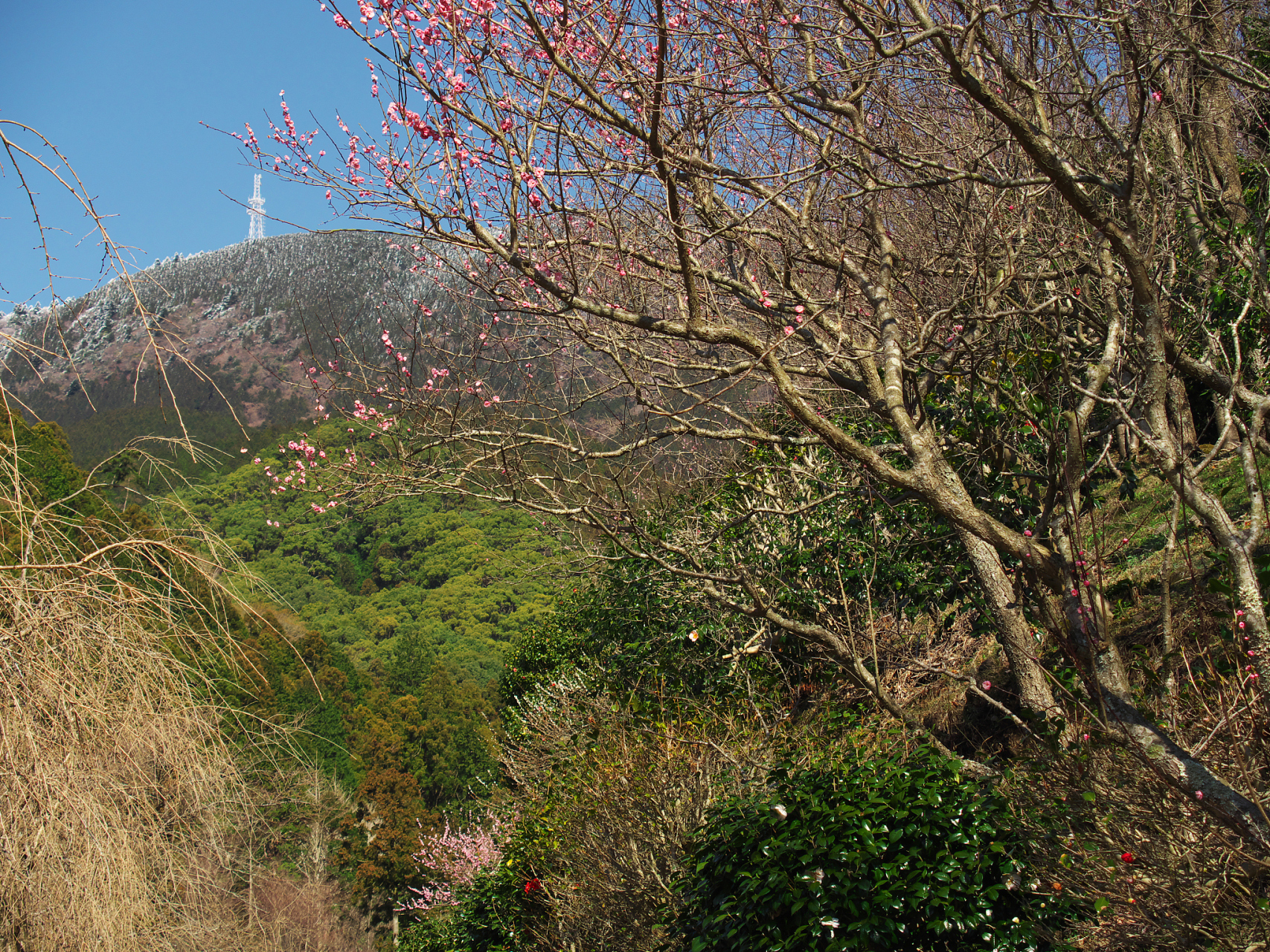 #镜头里的春天# 在这春意盎然的时节,青泥岭的山峦仿佛披上了一层翠绿