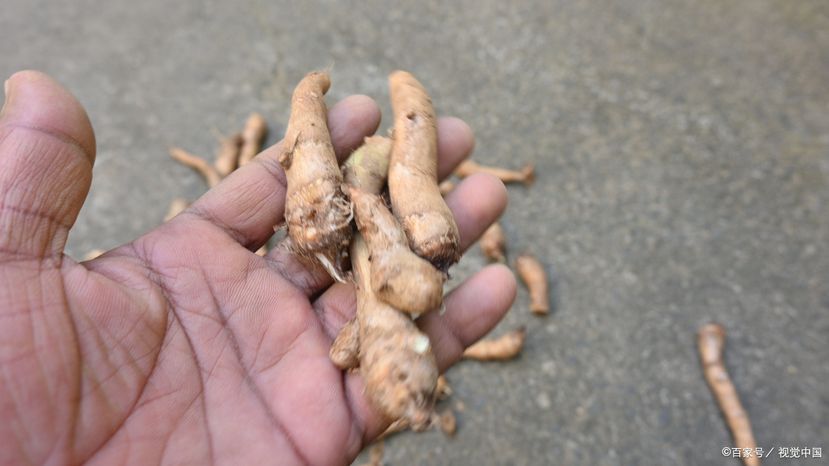 一文读懂!生地熟地的“差异密码”