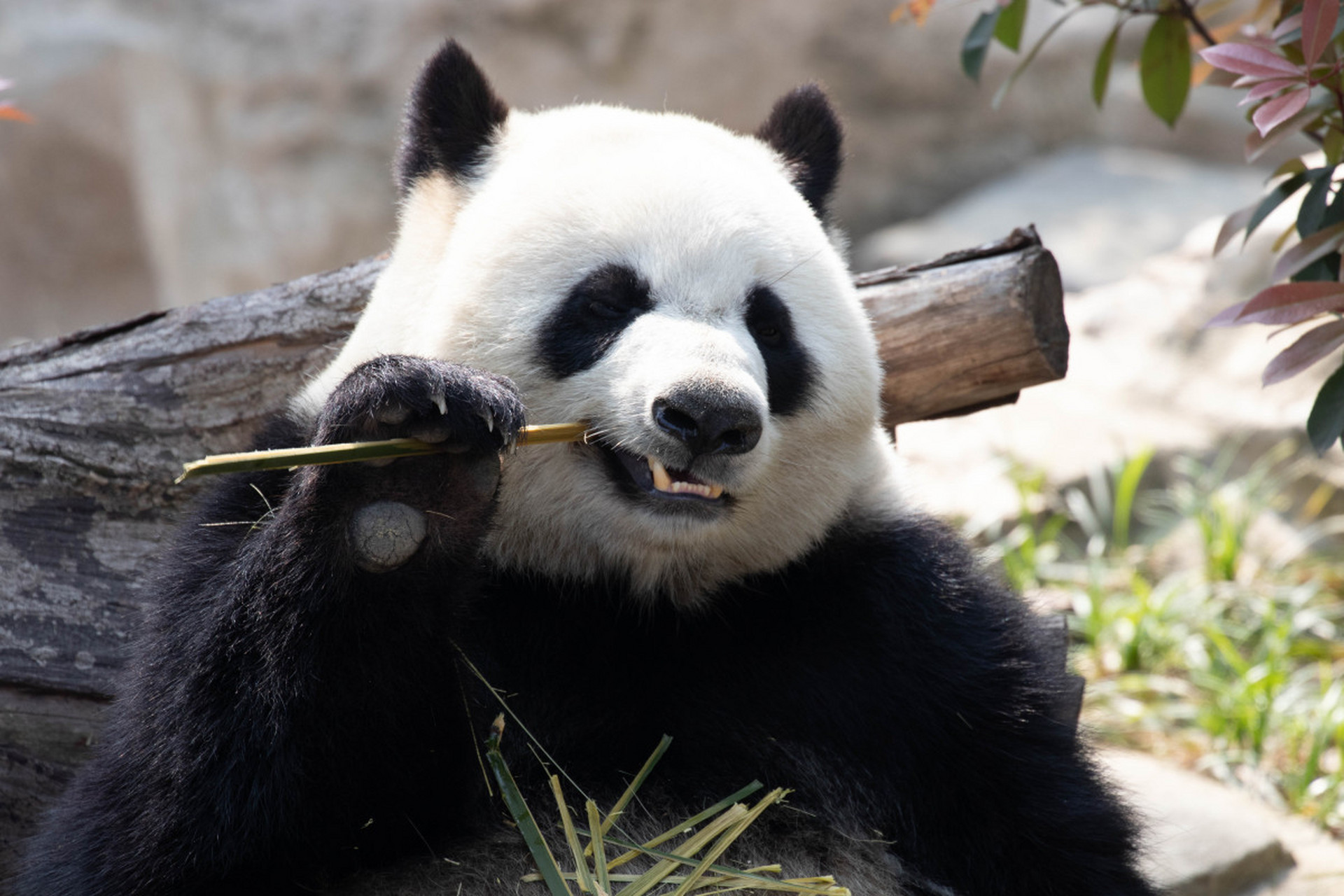 近日,有游客在熊猫基地逗弄幼年大熊猫,竟然被基地禁止终身再次参观