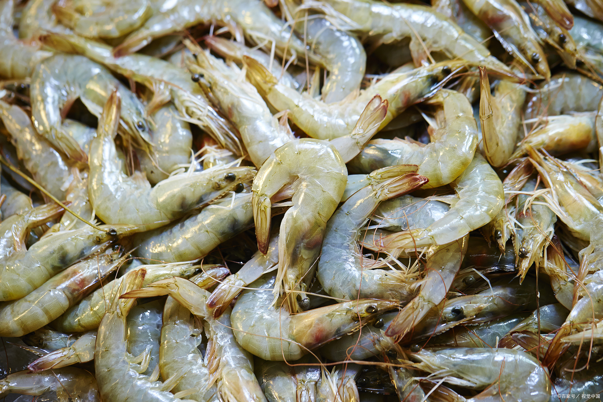 繁殖能力强、食性广的河虾,以前一捞几十斤,为何现在很少见了?