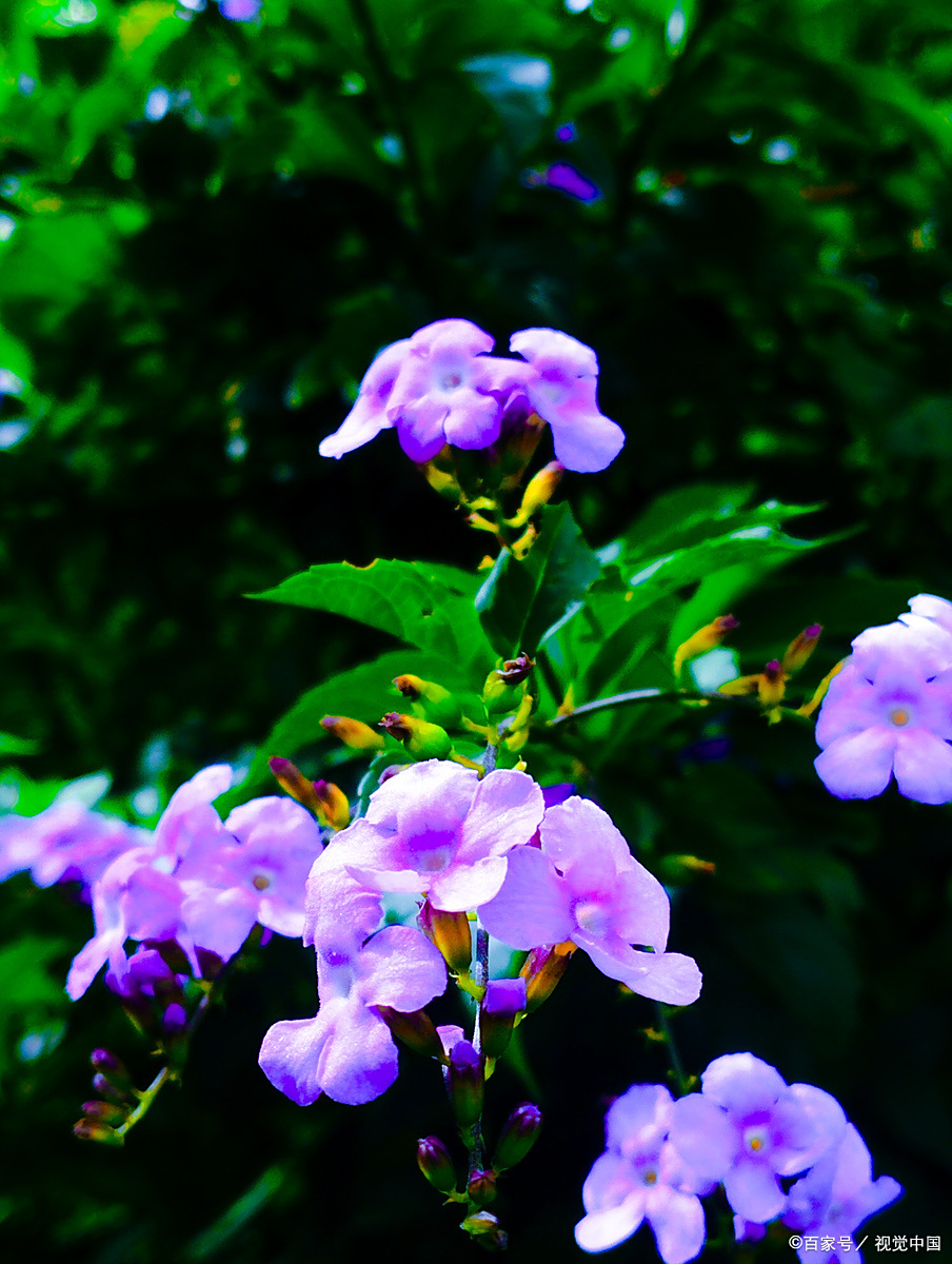 夕颜花,这一充满神秘色彩的花卉,以其素雅的姿态和短暂的花期,蕴含着