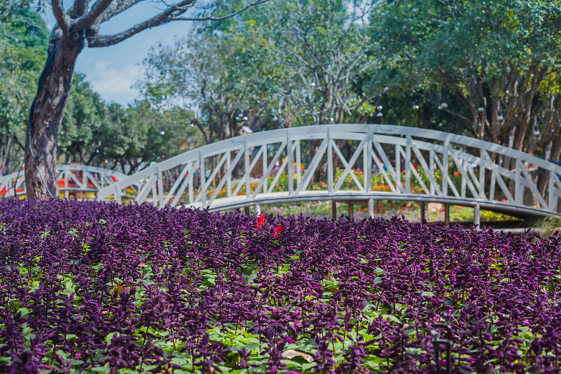 99 想要远离尘嚣,呼吸新鲜空气,那就来成都蒲江石象湖游玩吧!