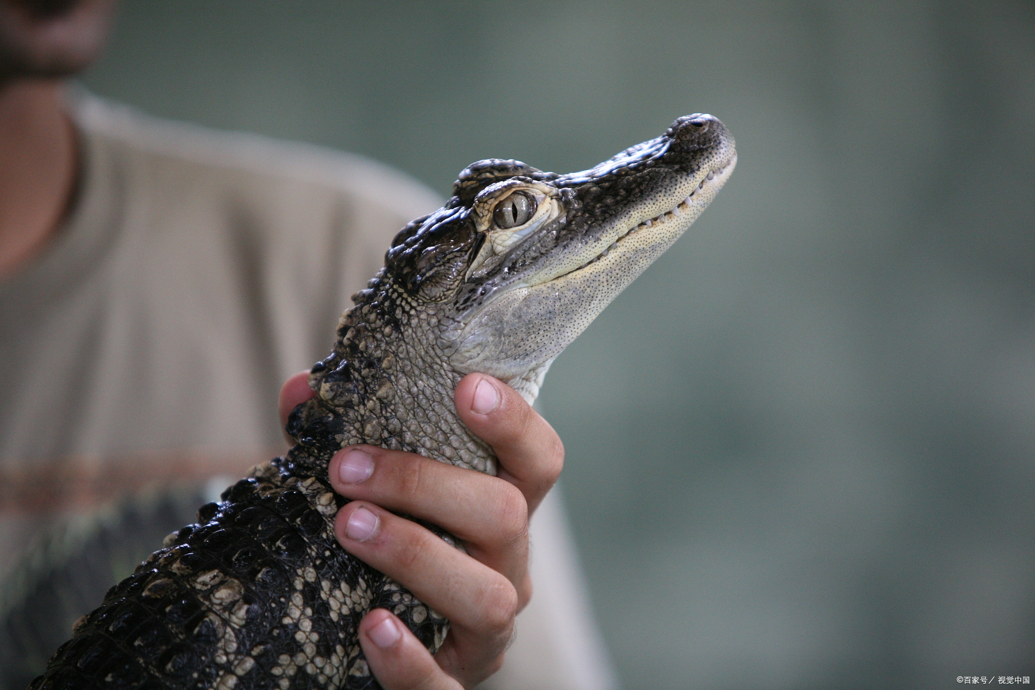 宠物小鳄鱼能长到多大?