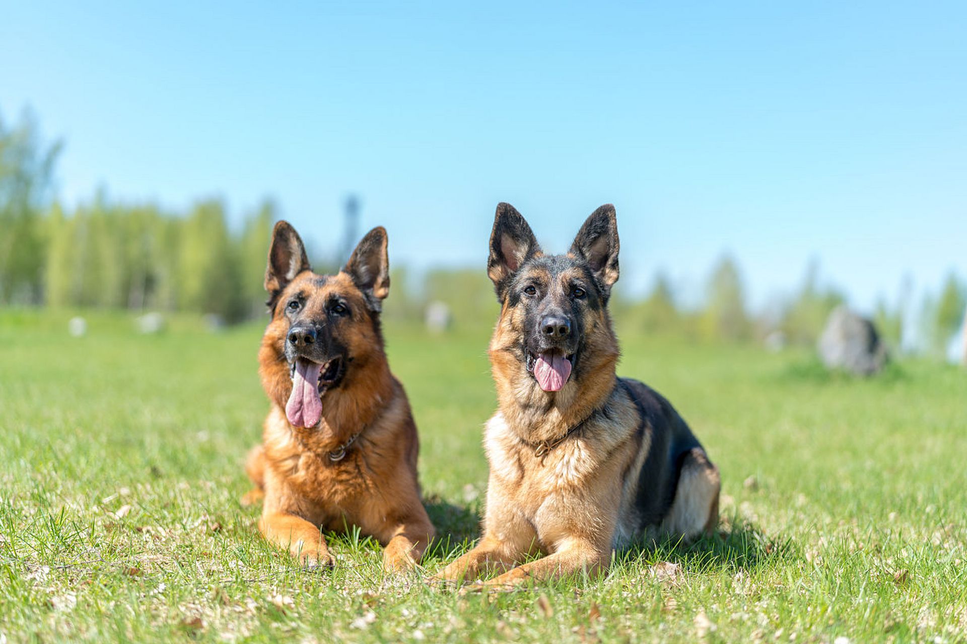 智商高:德國牧羊犬的智商排名世界第三,非常聰明,易於訓練,可以學會