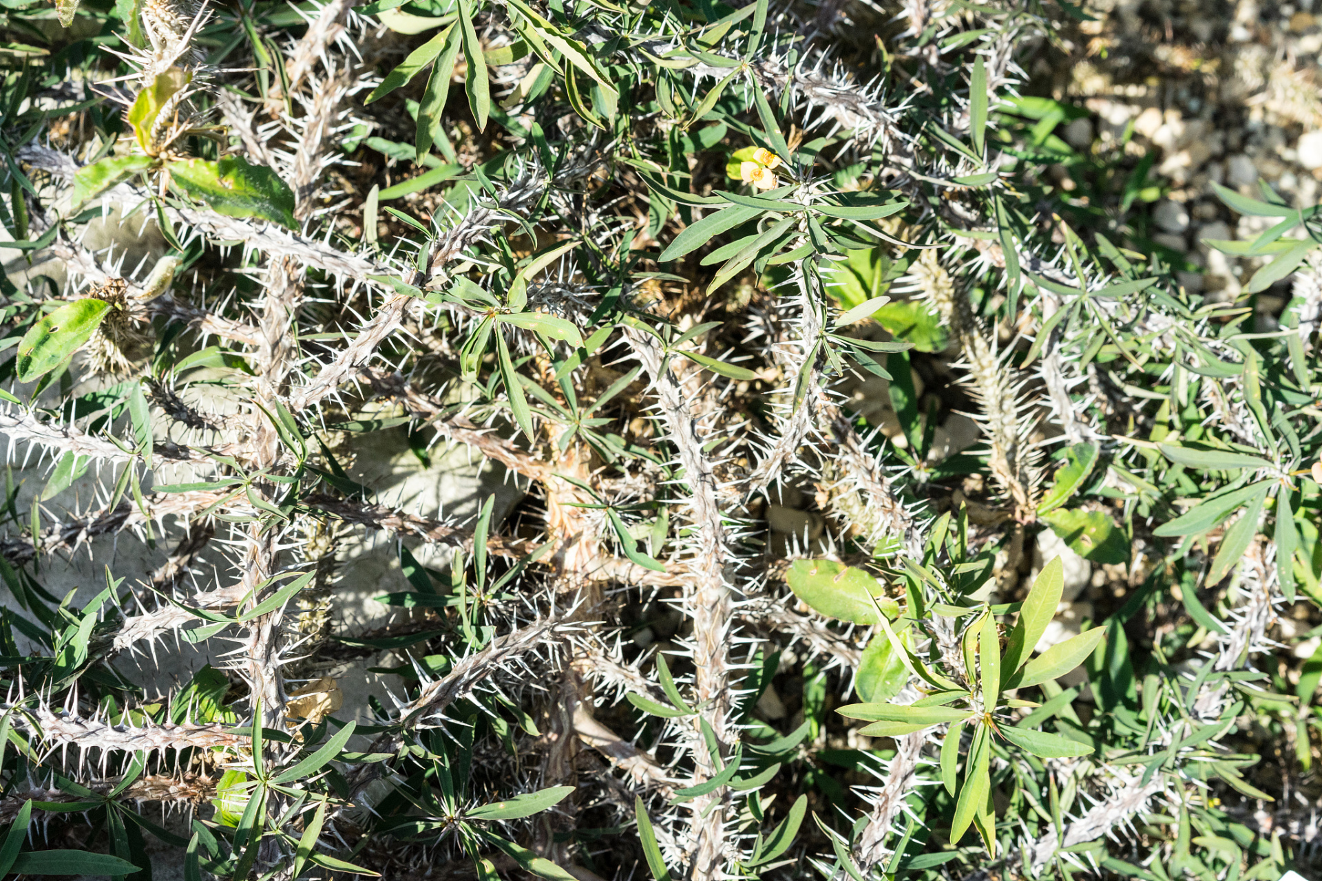 其實馬刺薊可是一直很有用的植物,而它有用的地方便在於它的根部,具有