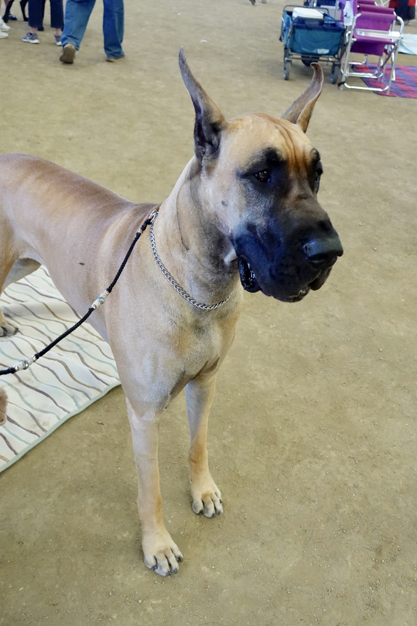 土佐犬是一种体型健壮,勇敢,忠诚的日本犬种,以其对主人忠诚,勇猛善战