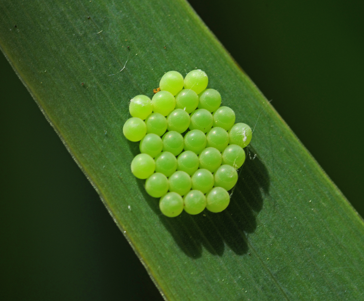 专家提醒:衣服上发现荔蝽虫卵要当心!