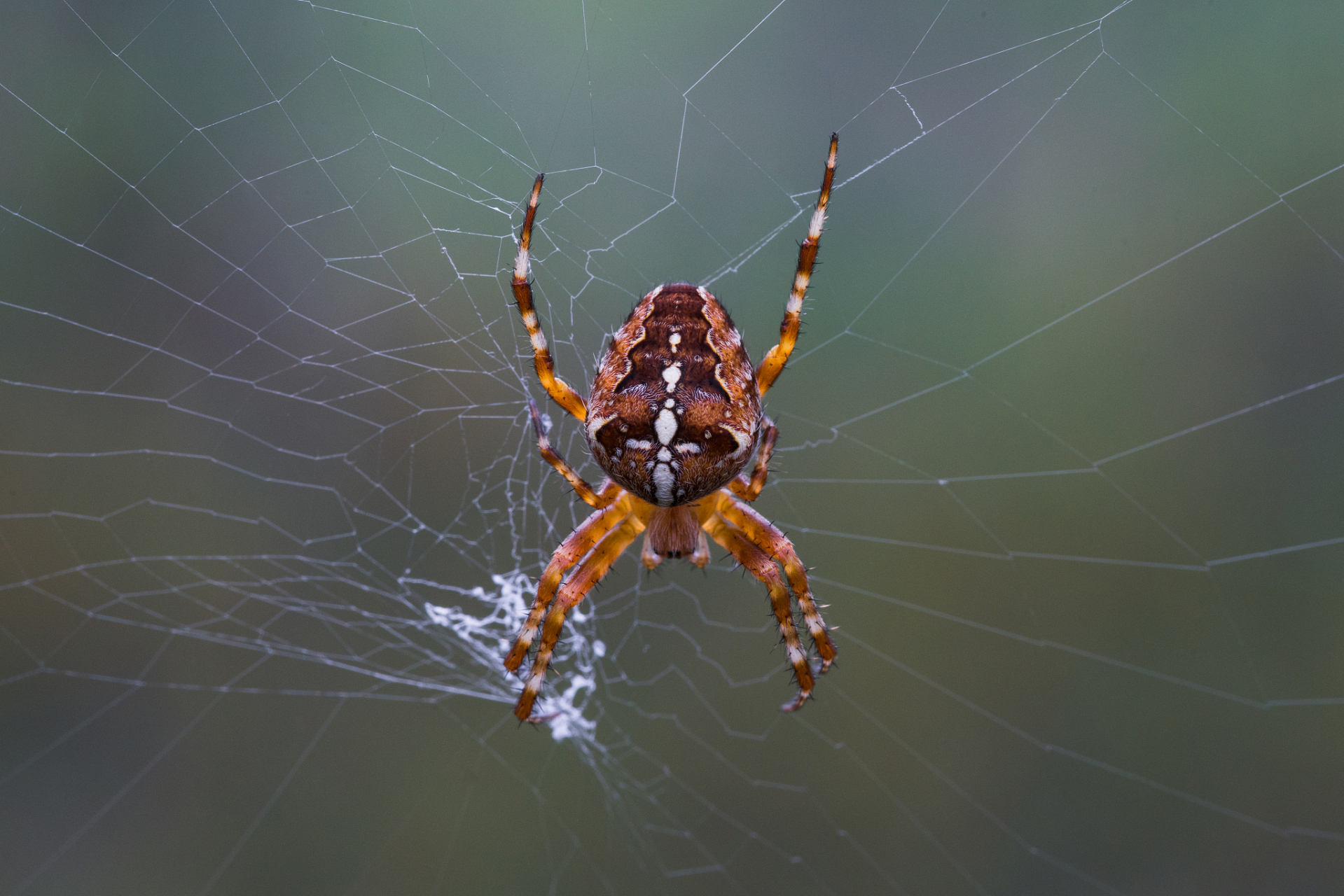 [大笑]  蜘蛛是一类广泛分布于地球各个角落的生物,其生活习性因环境
