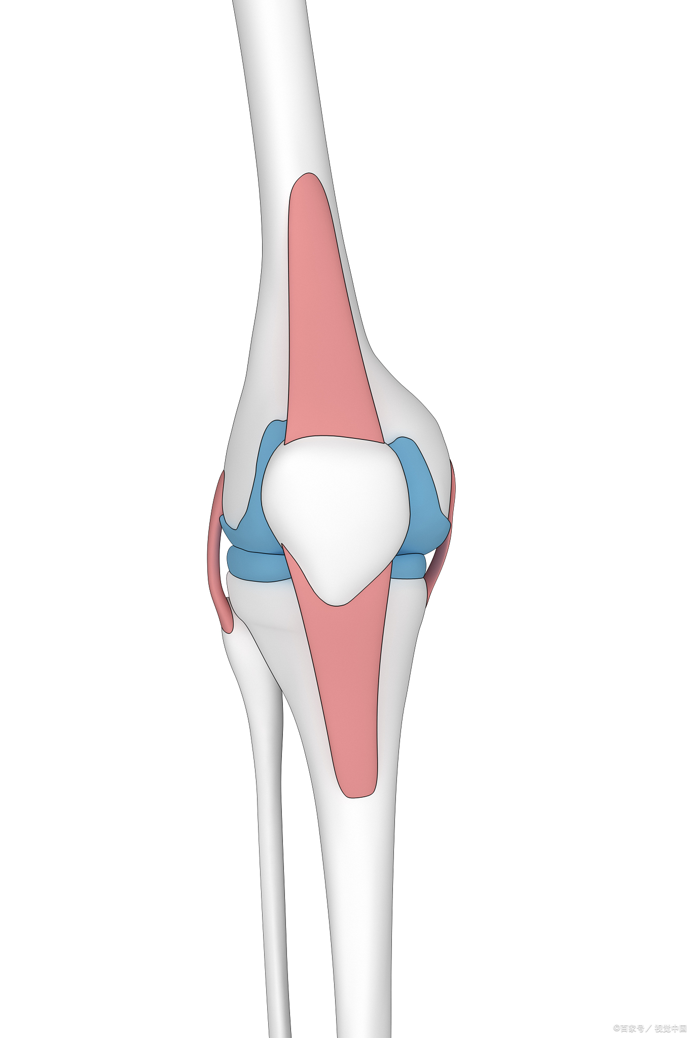内侧副韧带断裂,走路什么感觉?