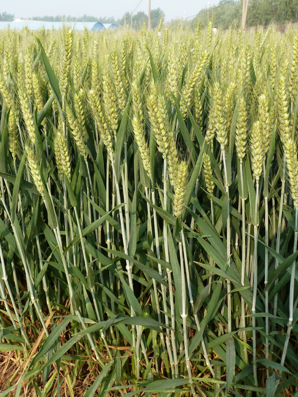 试试富硒小麦叶面肥!它注入新活力给麦田带来勃勃生机.